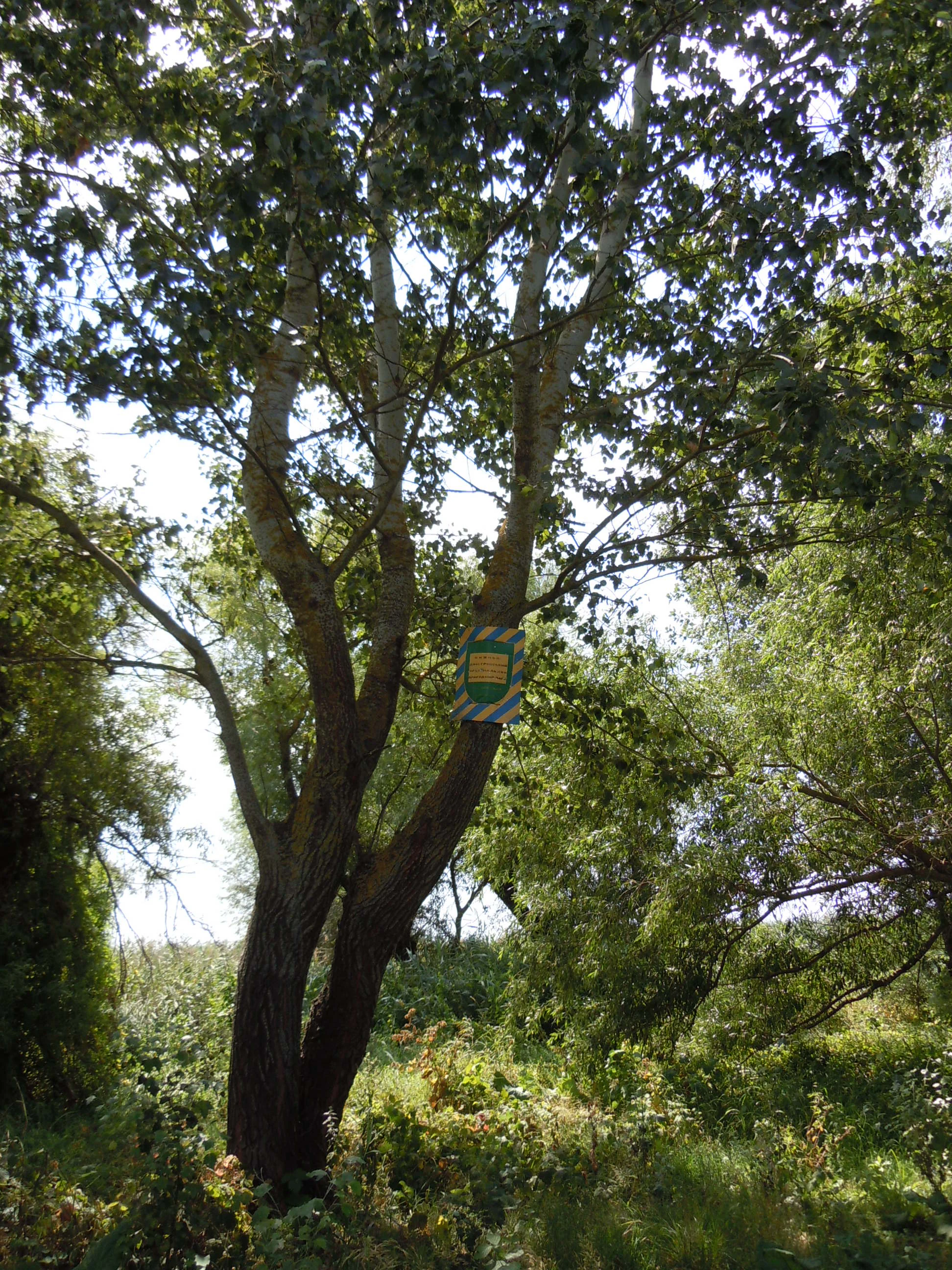 A large tree with a green and yellow striped sign attached to its trunk, surrounded by dense green foliage