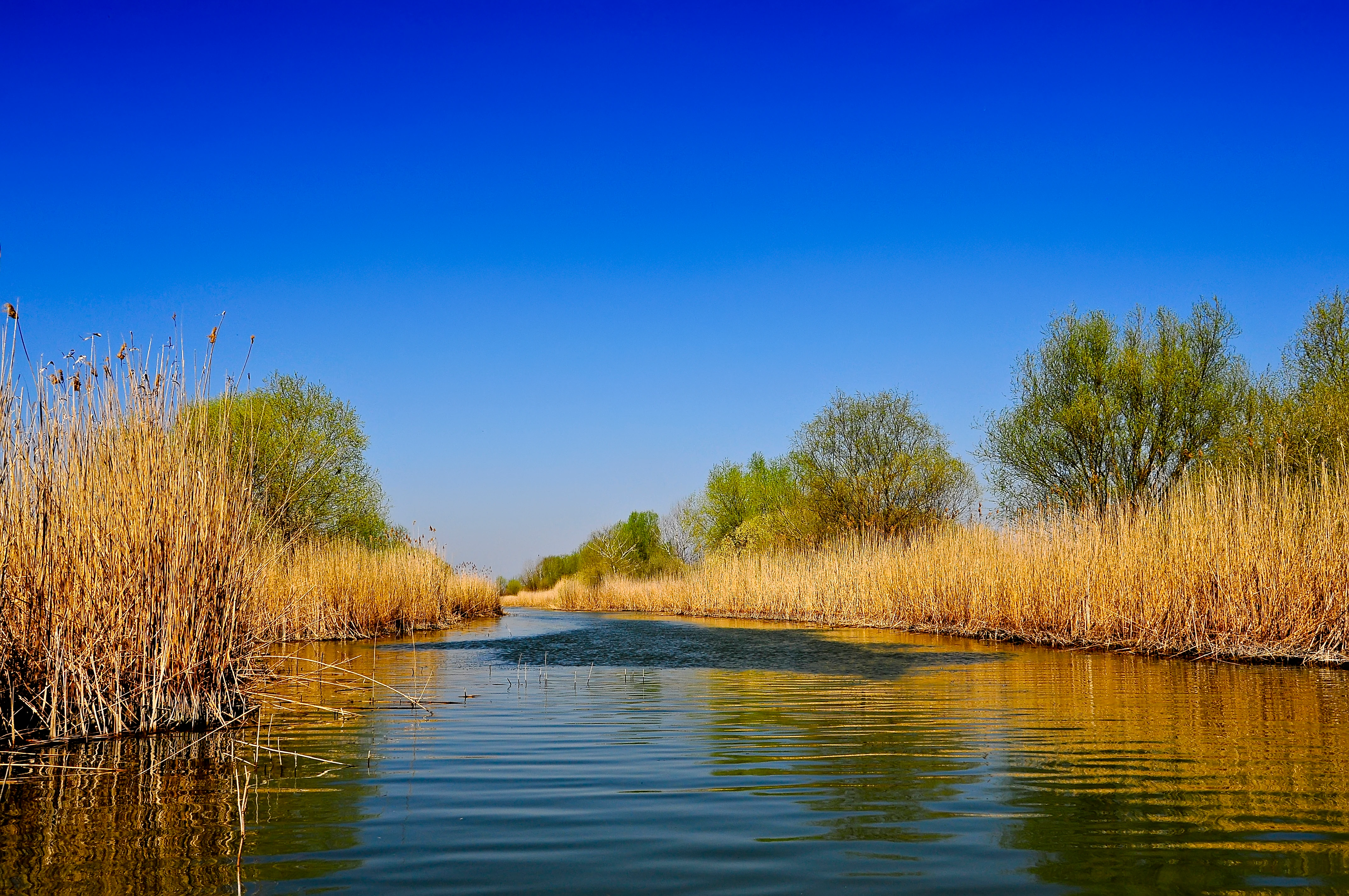 Calm river with reed-lined banks under a clear blue sky