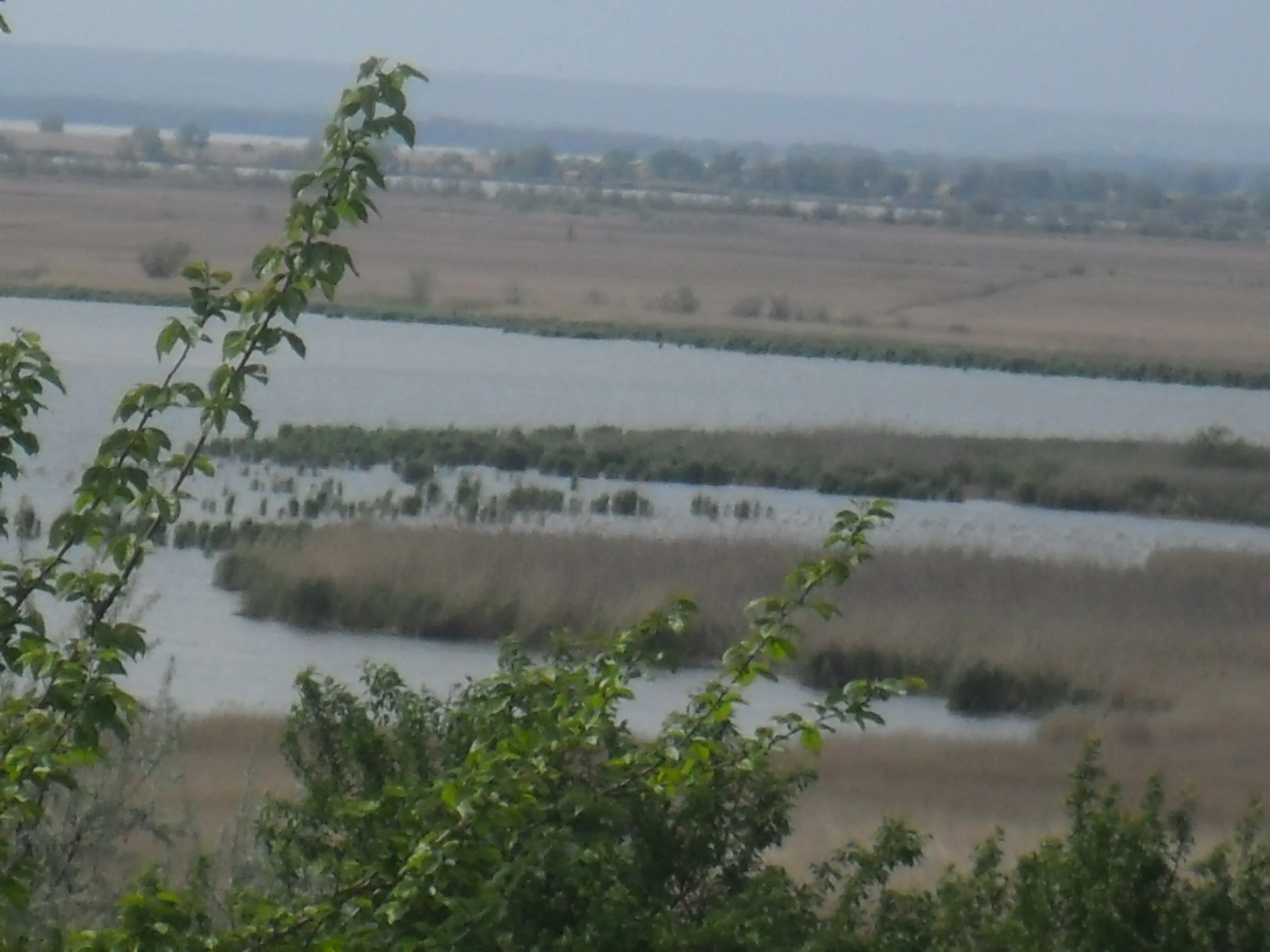 River estuary with marshy wetlands, reeds, grassy fields, and distant hills, with green foliage in the foreground