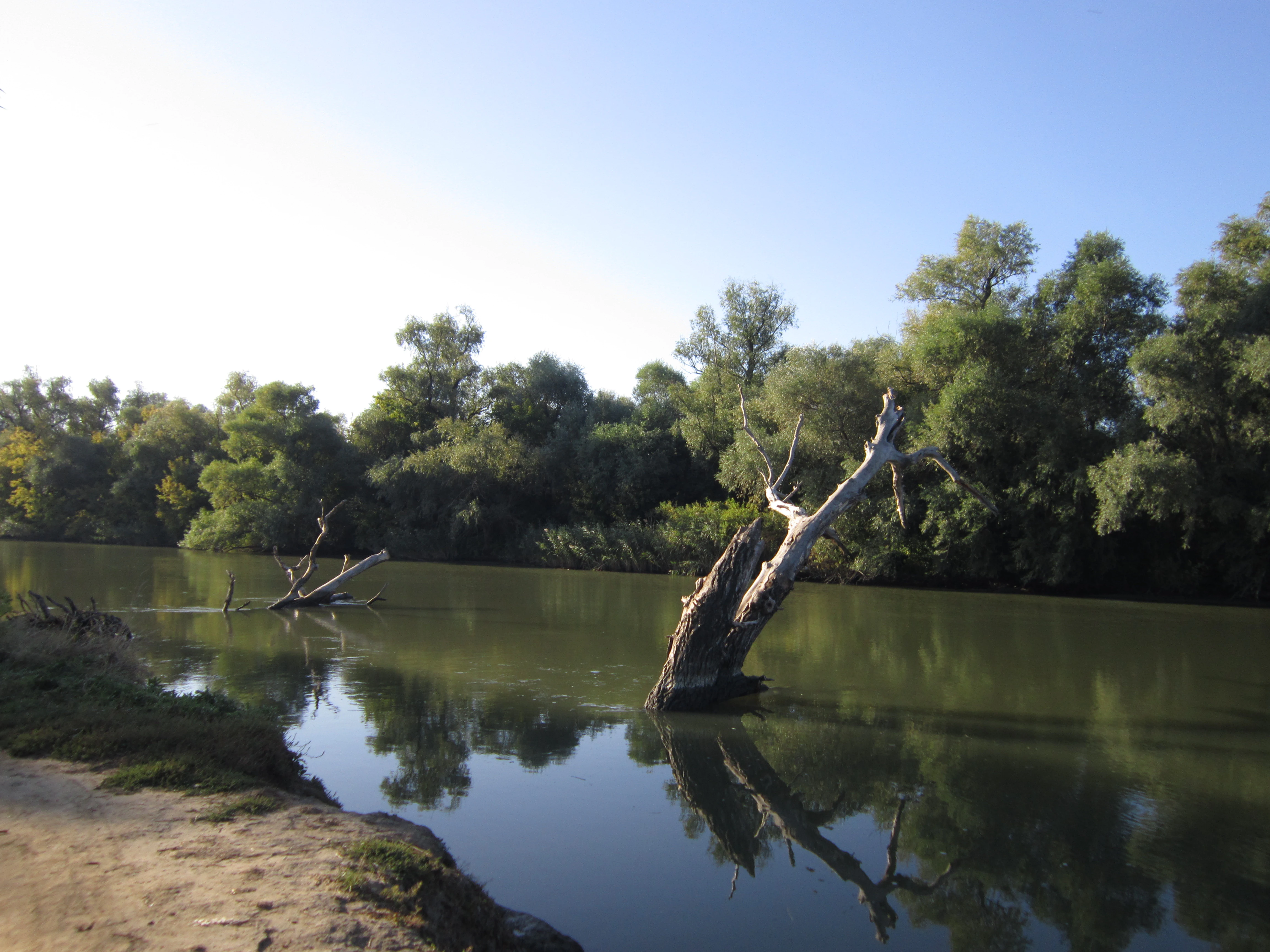 A calm river with a dead tree trunk in the water, surrounded by dense green trees and a sandy shore under a clear blue sky