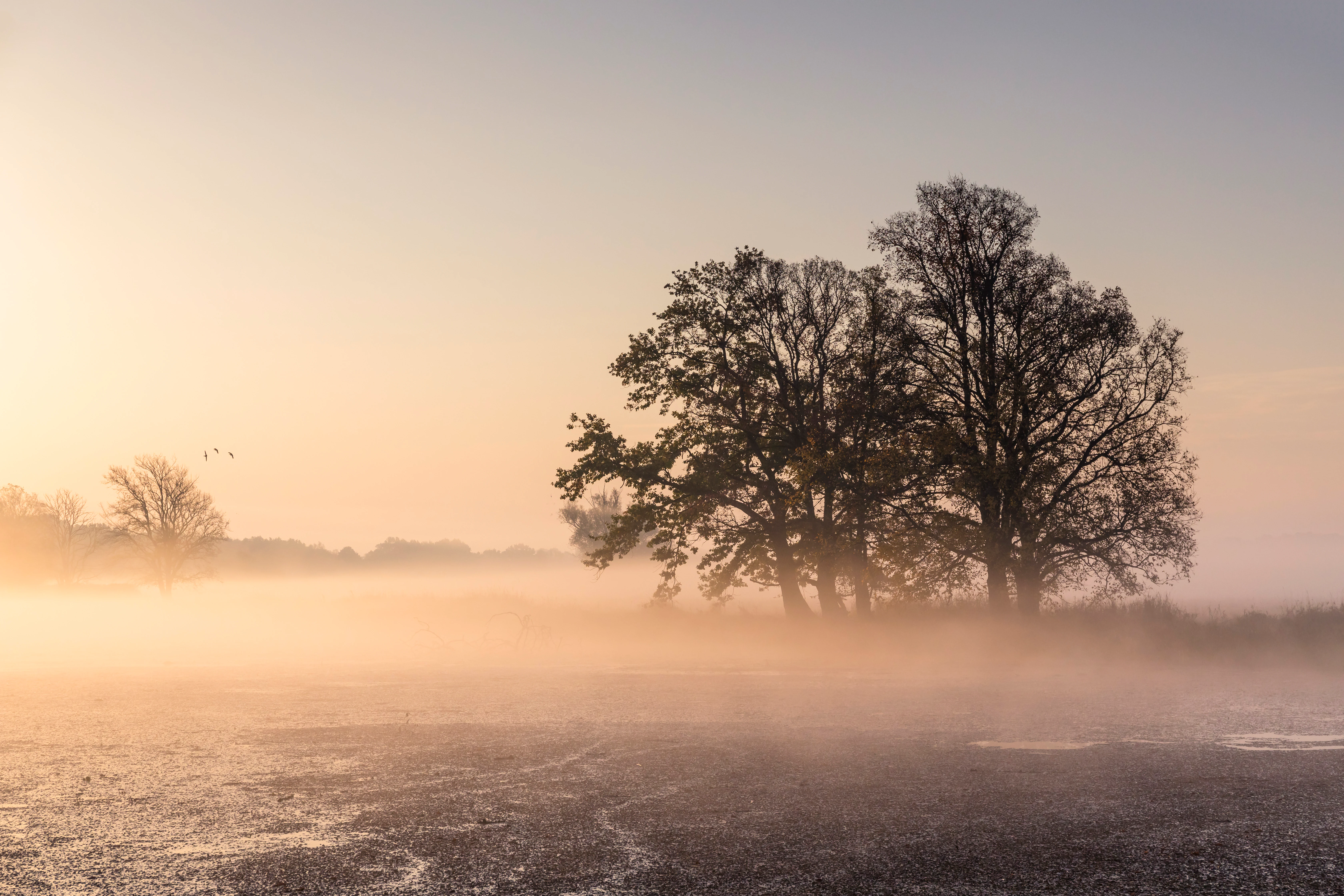 Misty field with two prominent trees under a pale orange sky