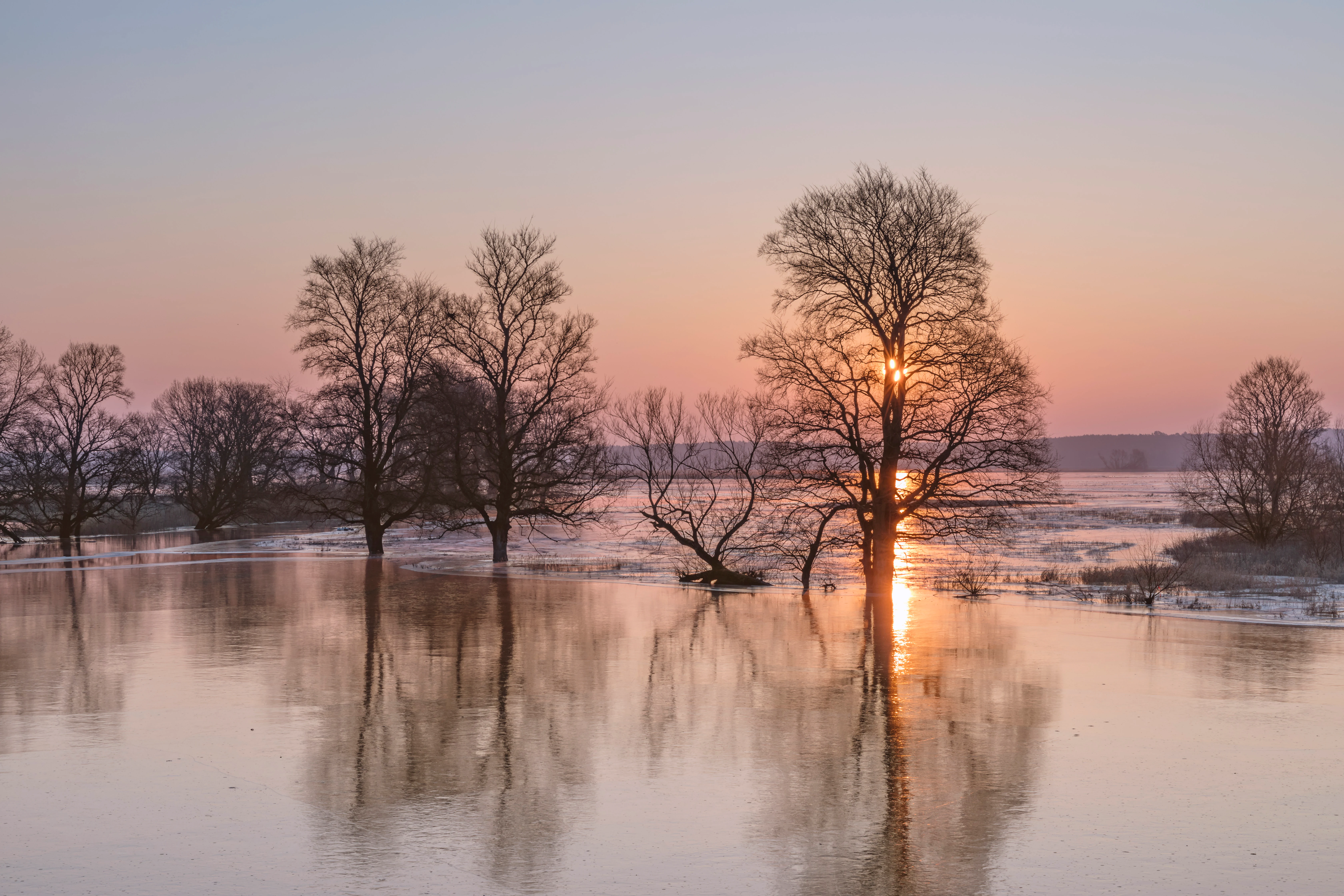 Flooded landscape at sunrise with bare trees partially submerged in water, reflecting sunlight