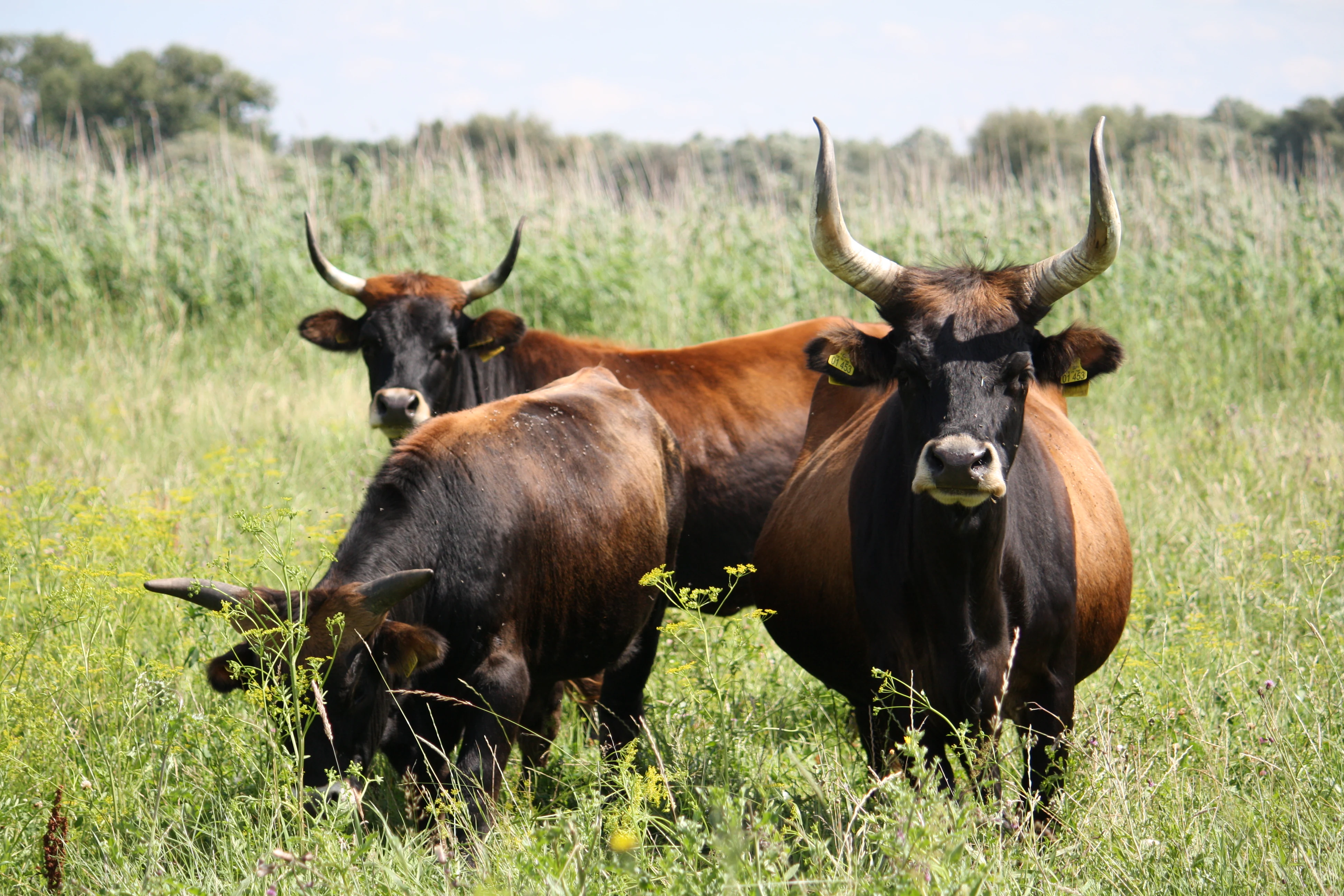 Three Heck cattle with large horns grazing in a tall grassy meadow with wildflowers