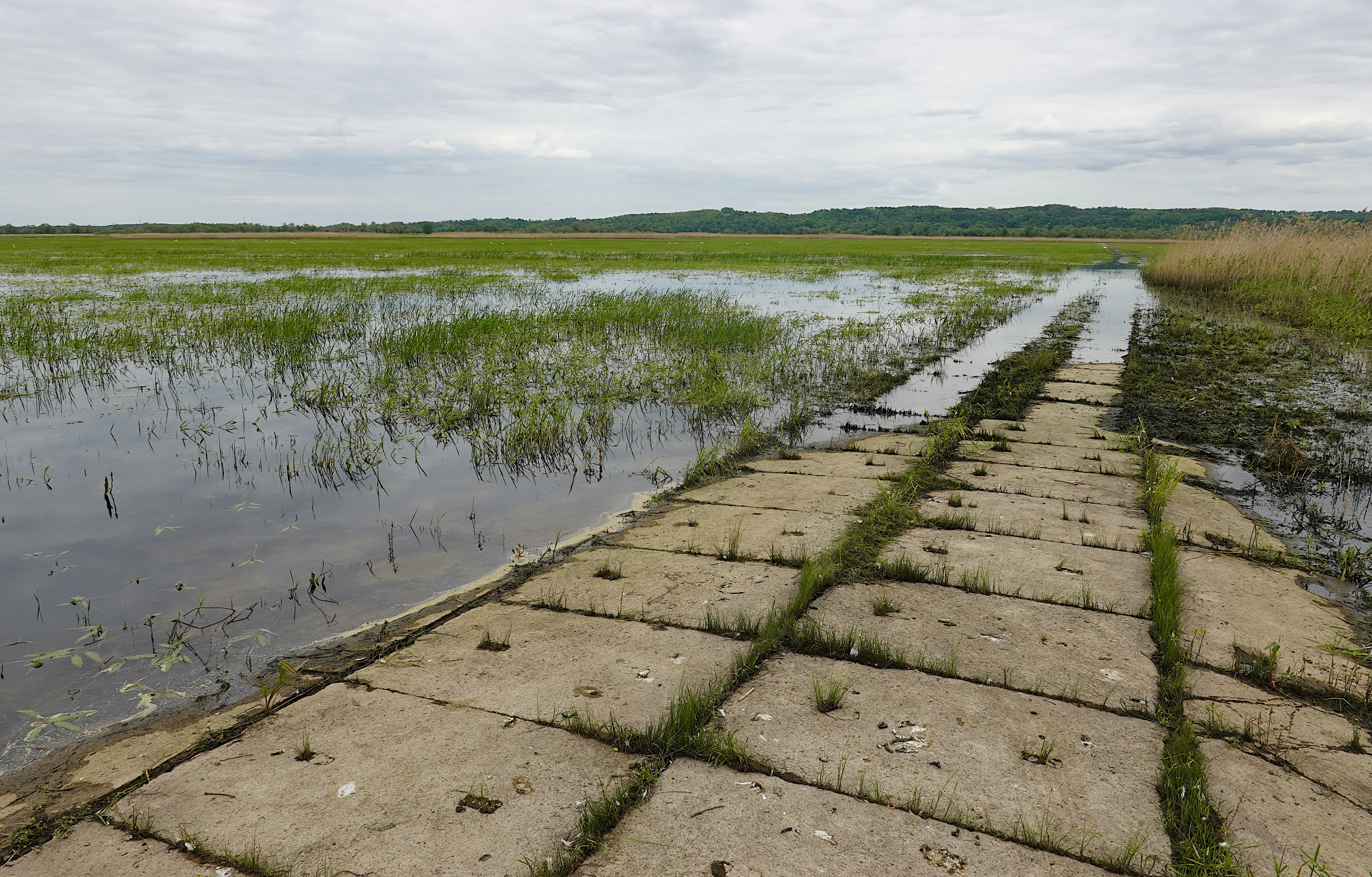 Concrete slab path surrounded by flooded wetland with patches of grass and water under overcast sky