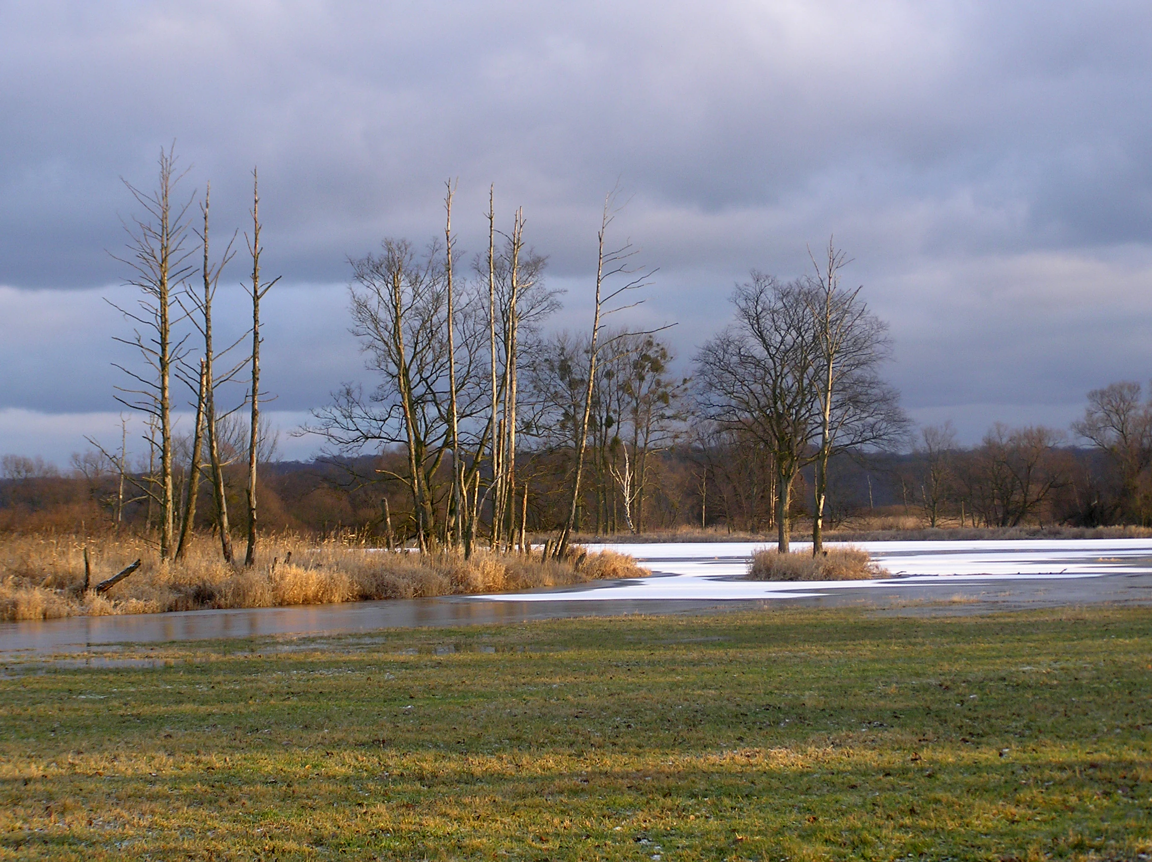 Grass field extending to a frozen water body with sparse trees and distant forest under cloudy sky