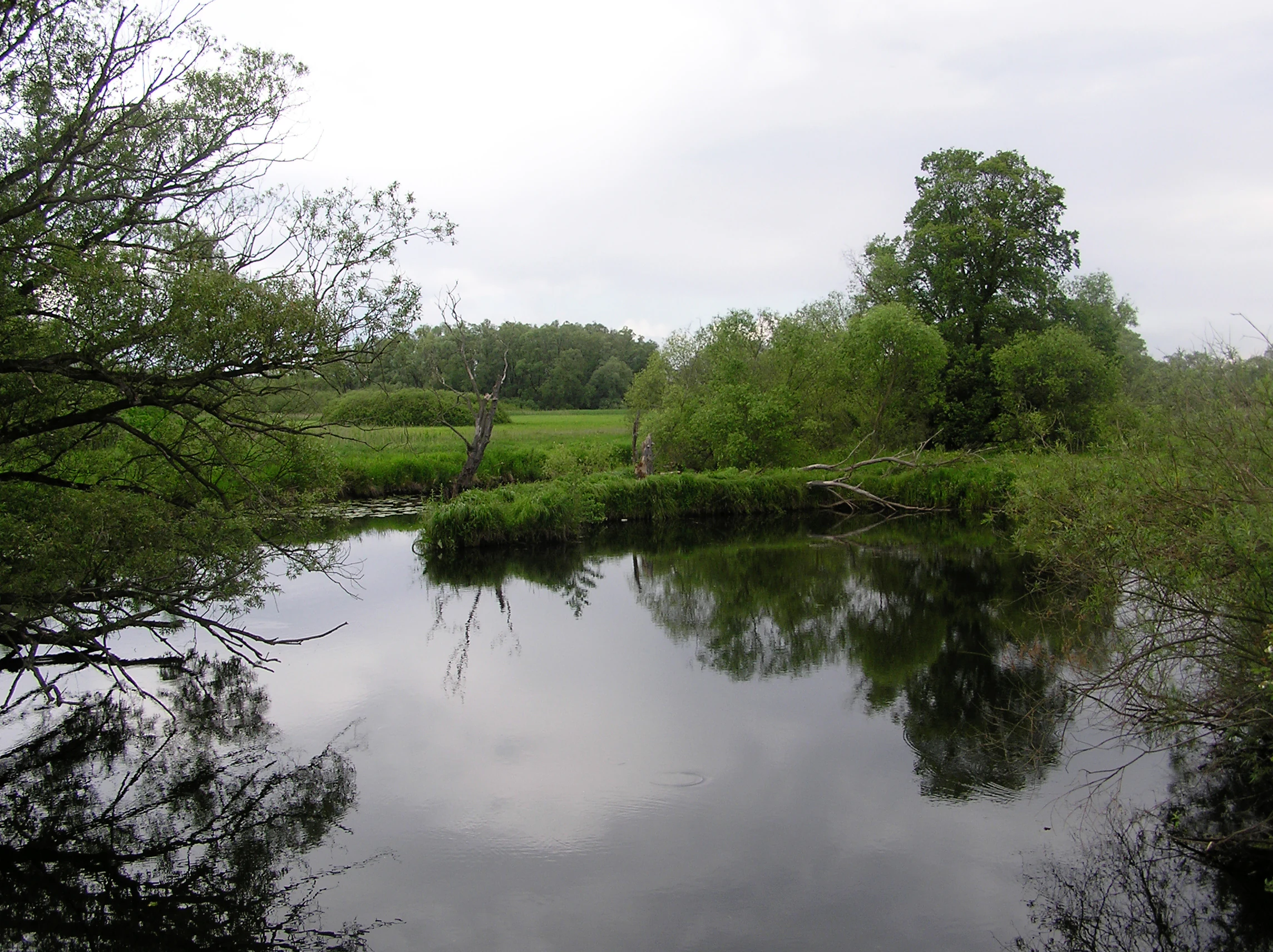 Calm river reflecting trees and sky, surrounded by green vegetation and trees