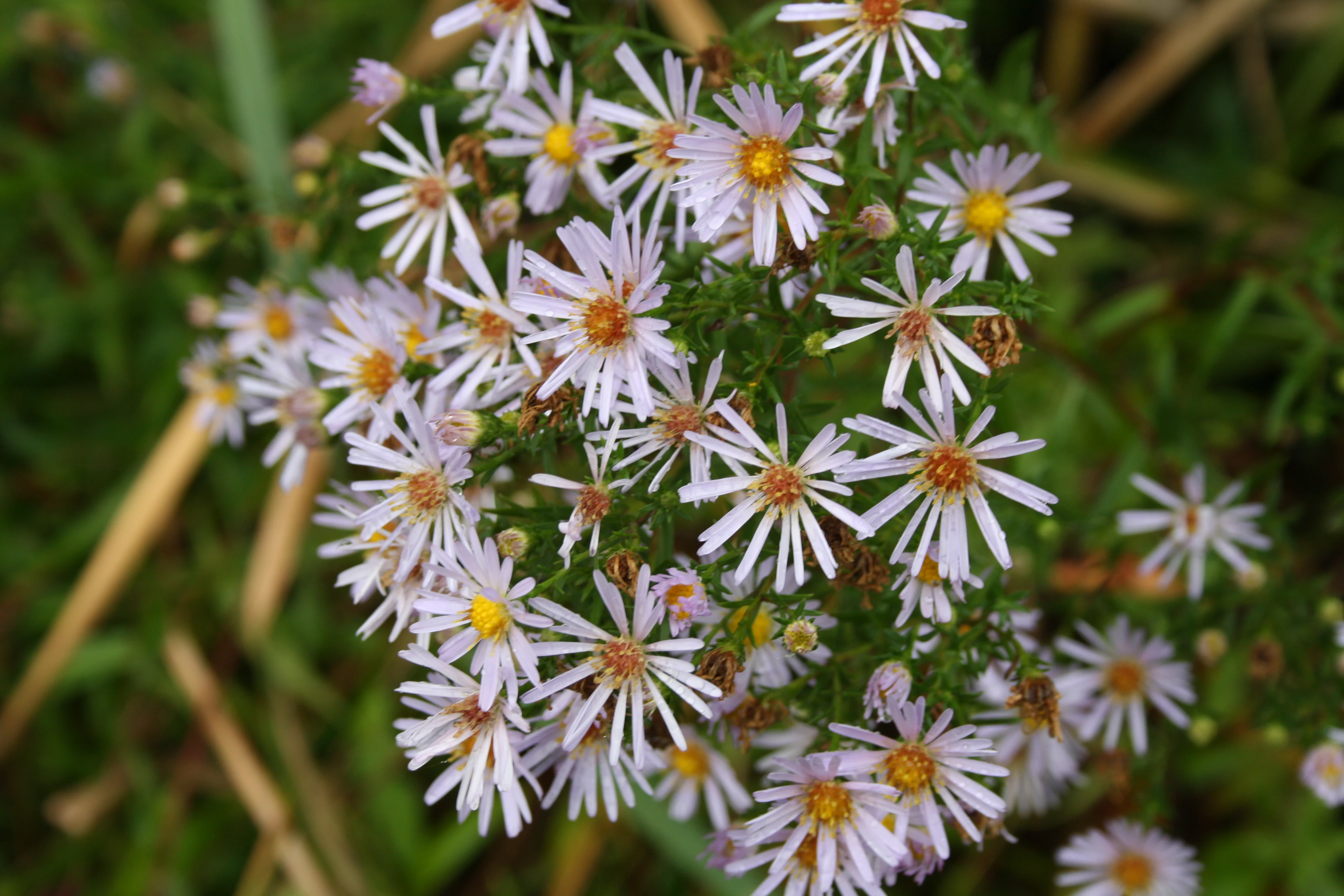 Light purple flowers with yellow centers and green foliage in close-up