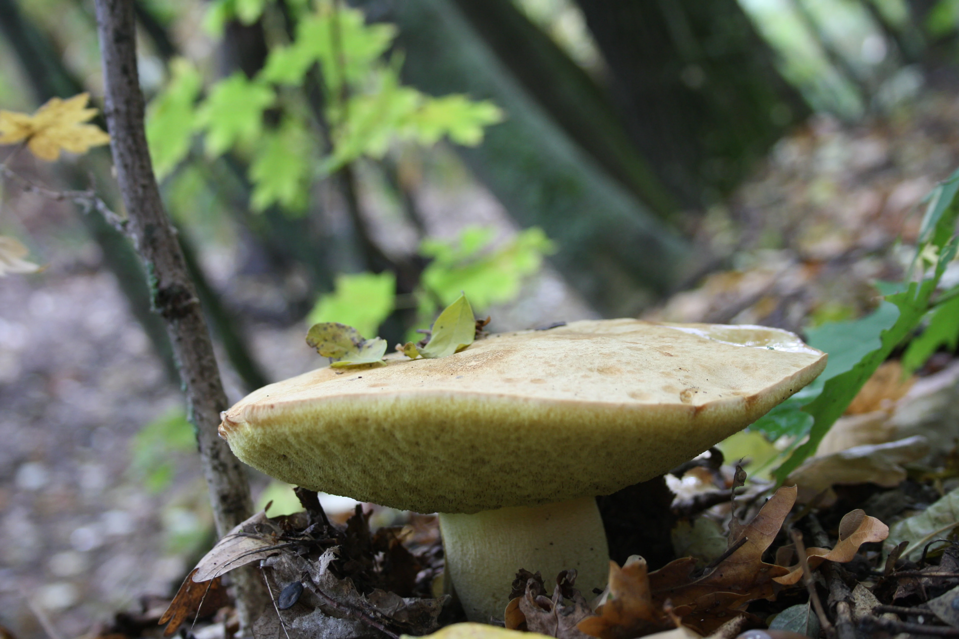 Large light brown mushroom with smooth cap growing among fallen leaves and green foliage