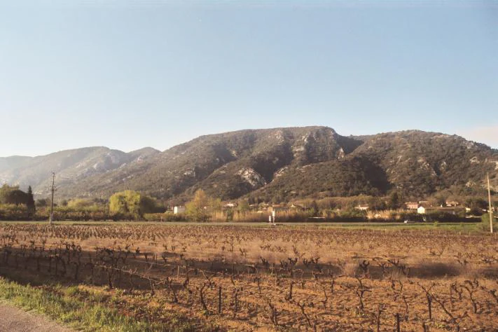 Un plano general que muestra un viñedo en barbecho en primer plano, con una gran cadena montañosa boscosa al fondo bajo un cielo despejado.