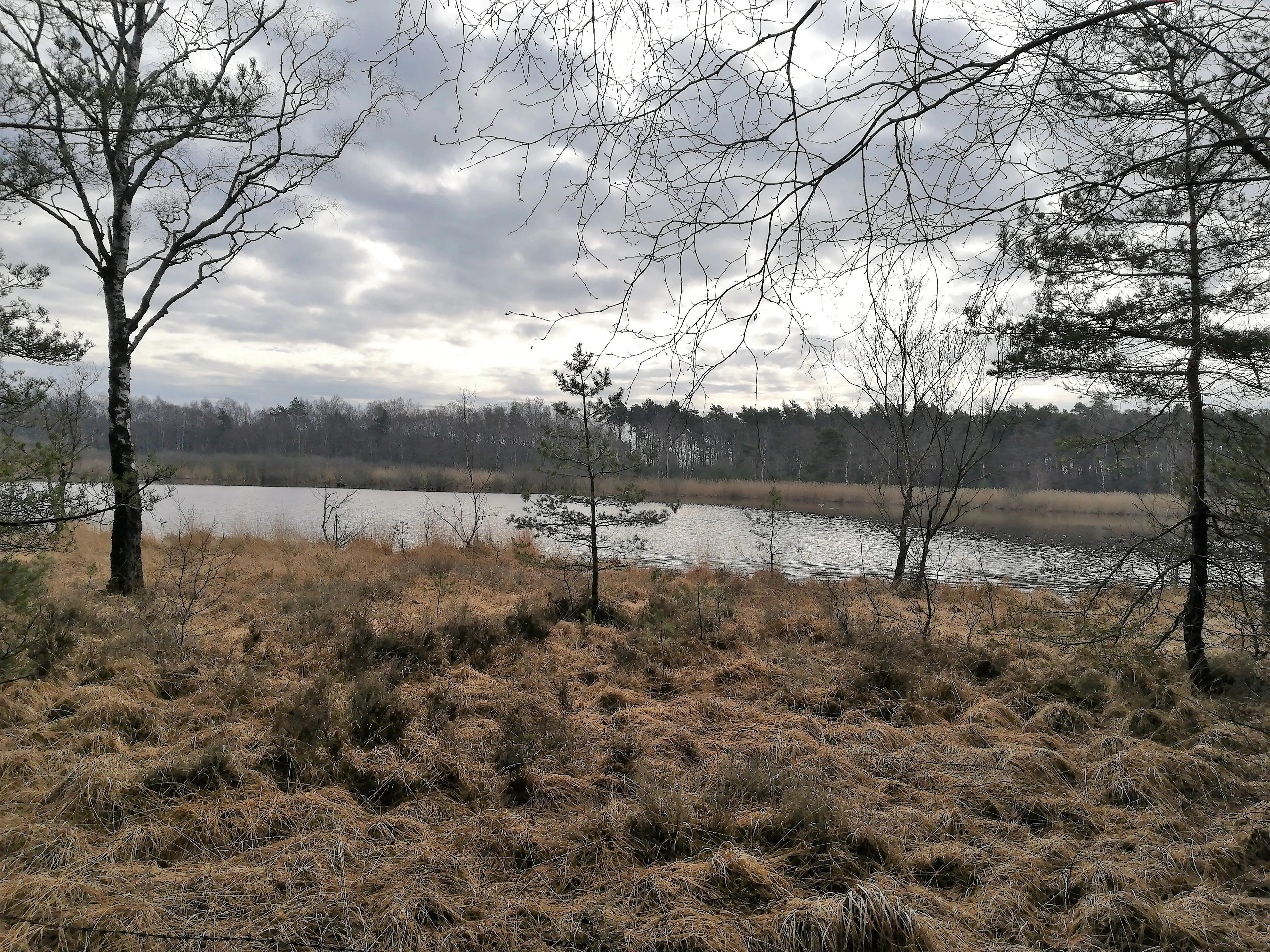 A calm, still pond surrounded by golden brown marshland and thin, leafless trees under a cloudy sky.