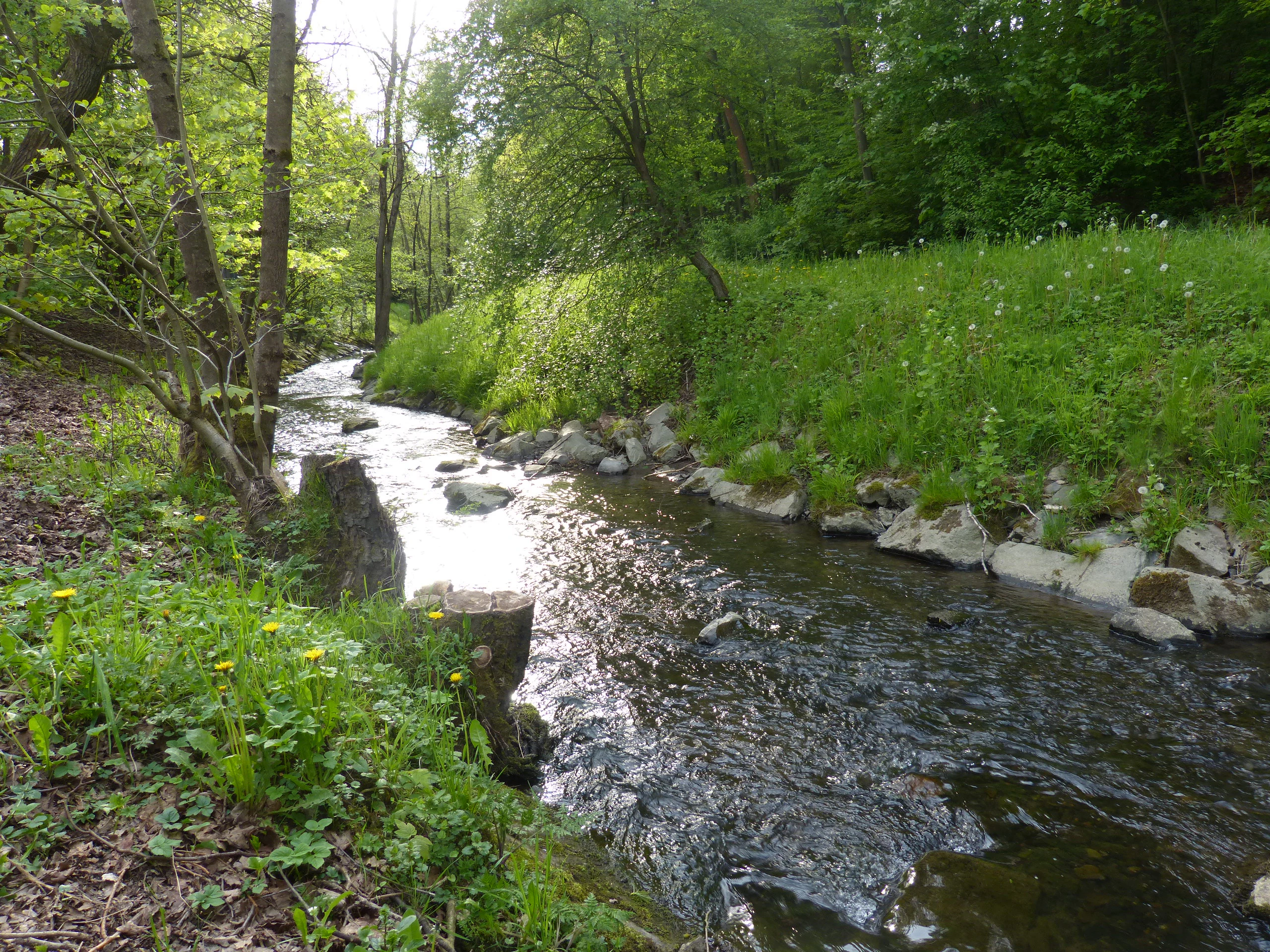 Un pequeño arroyo, el Bieberbach, fluye a través de un frondoso bosque verde, bordeado de árboles, con una orilla cubierta de hierba en primer plano.