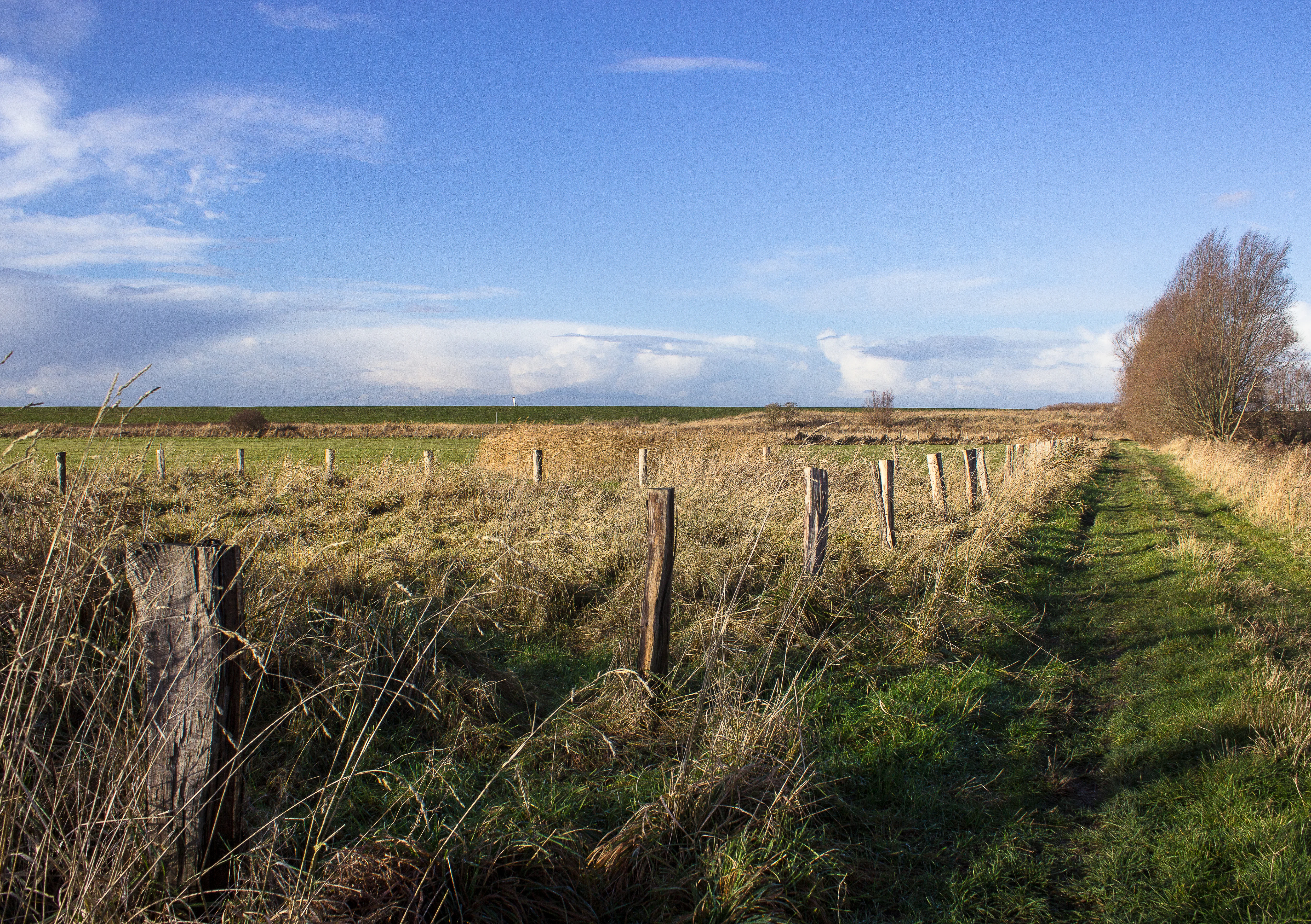 A grassy trail follows a wooden fence line through the marshy wetlands of the Luneplate nature reserve, with a dike visible in the background under a blue sky.