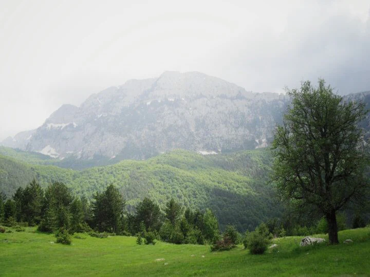 Grassy meadow with scattered trees, rolling green hills, and a mountain range in the background under an overcast sky