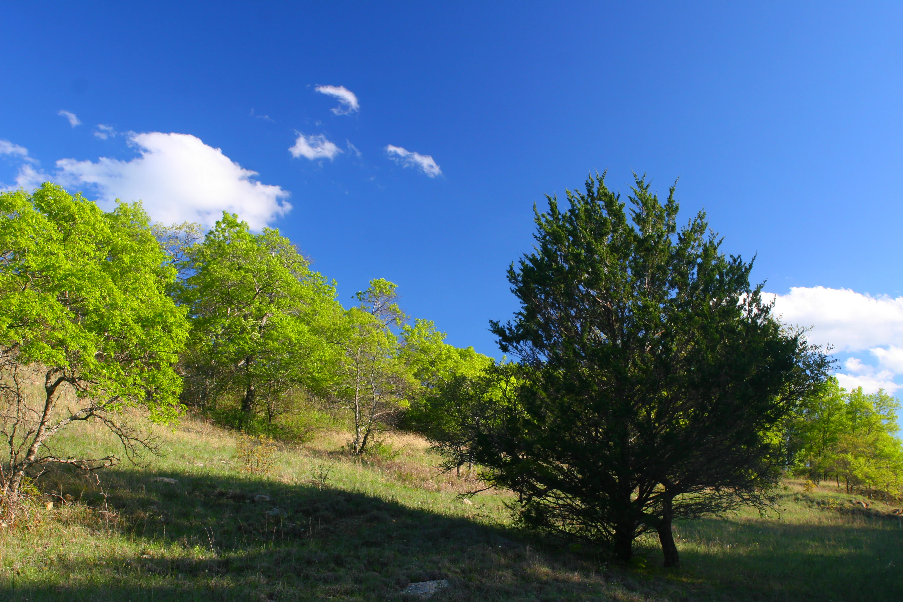 A gentle, sunlit hillside at Lyndon B. Johnson National Grassland with scattered deciduous trees and a prominent evergreen cedar, set against a deep blue sky with sparse white clouds.