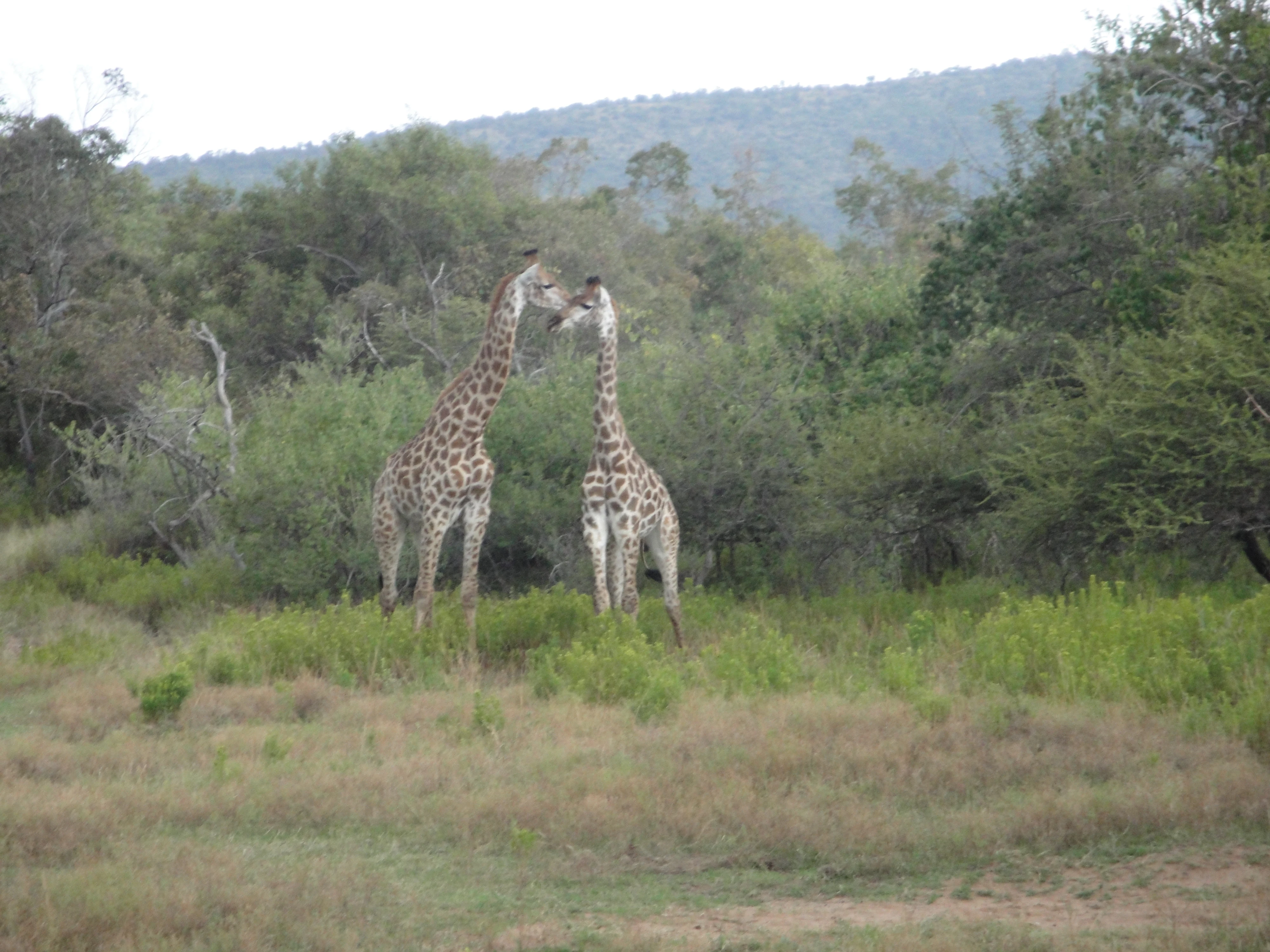 Two giraffes facing each other in a grassy, wooded landscape with hills in the background.
