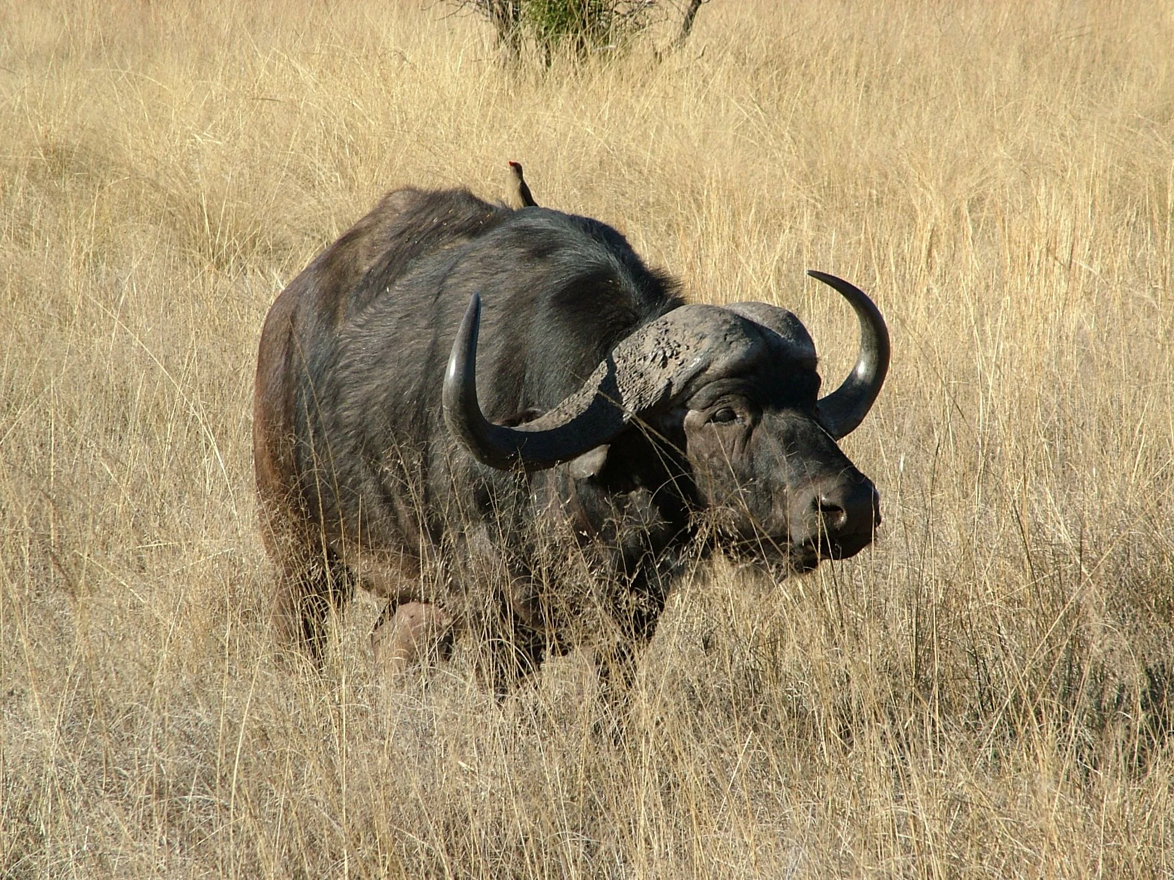 A large dark African buffalo with prominent curved horns stands in dry, tall golden grass.
