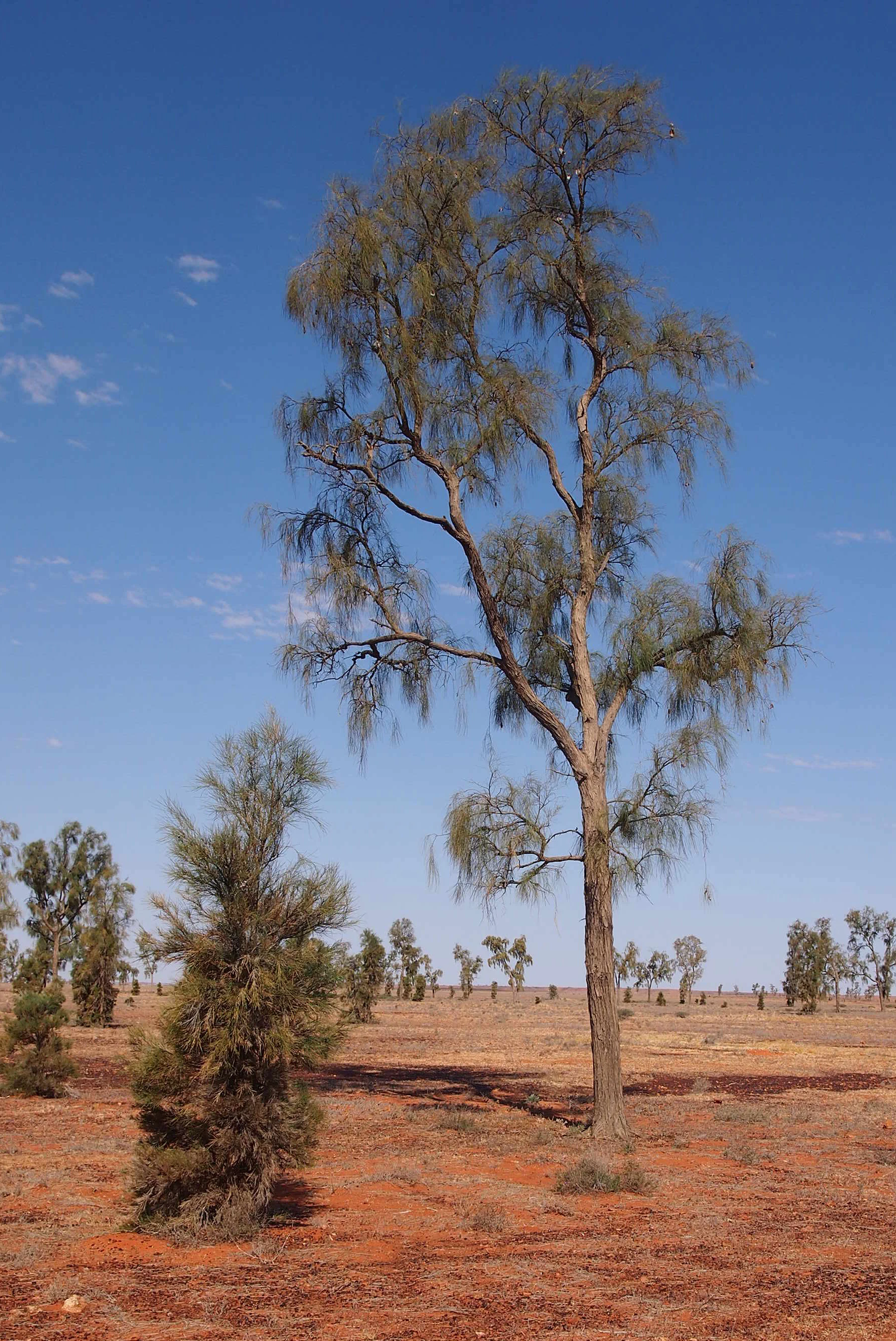 A tall, slender mature Acacia peuce tree stands in an arid, open landscape with red soil and scattered low vegetation under a clear blue sky.