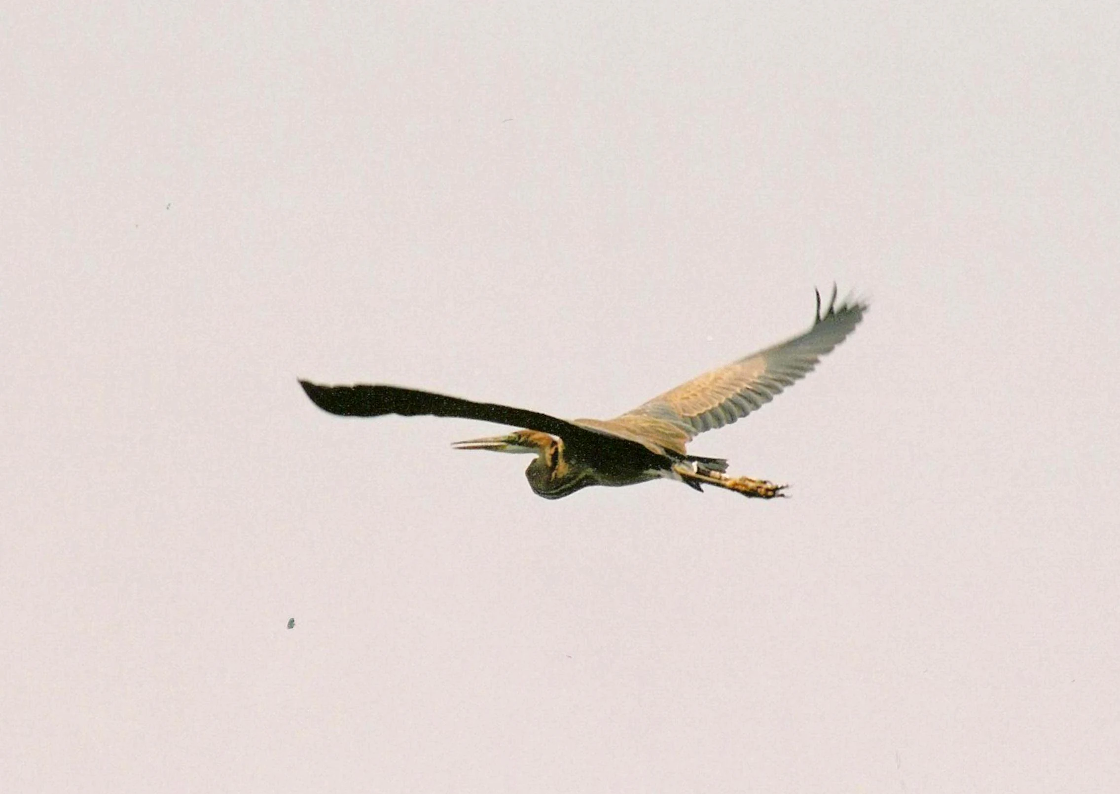 A purple heron flying against a plain, overcast sky with wings fully extended.
