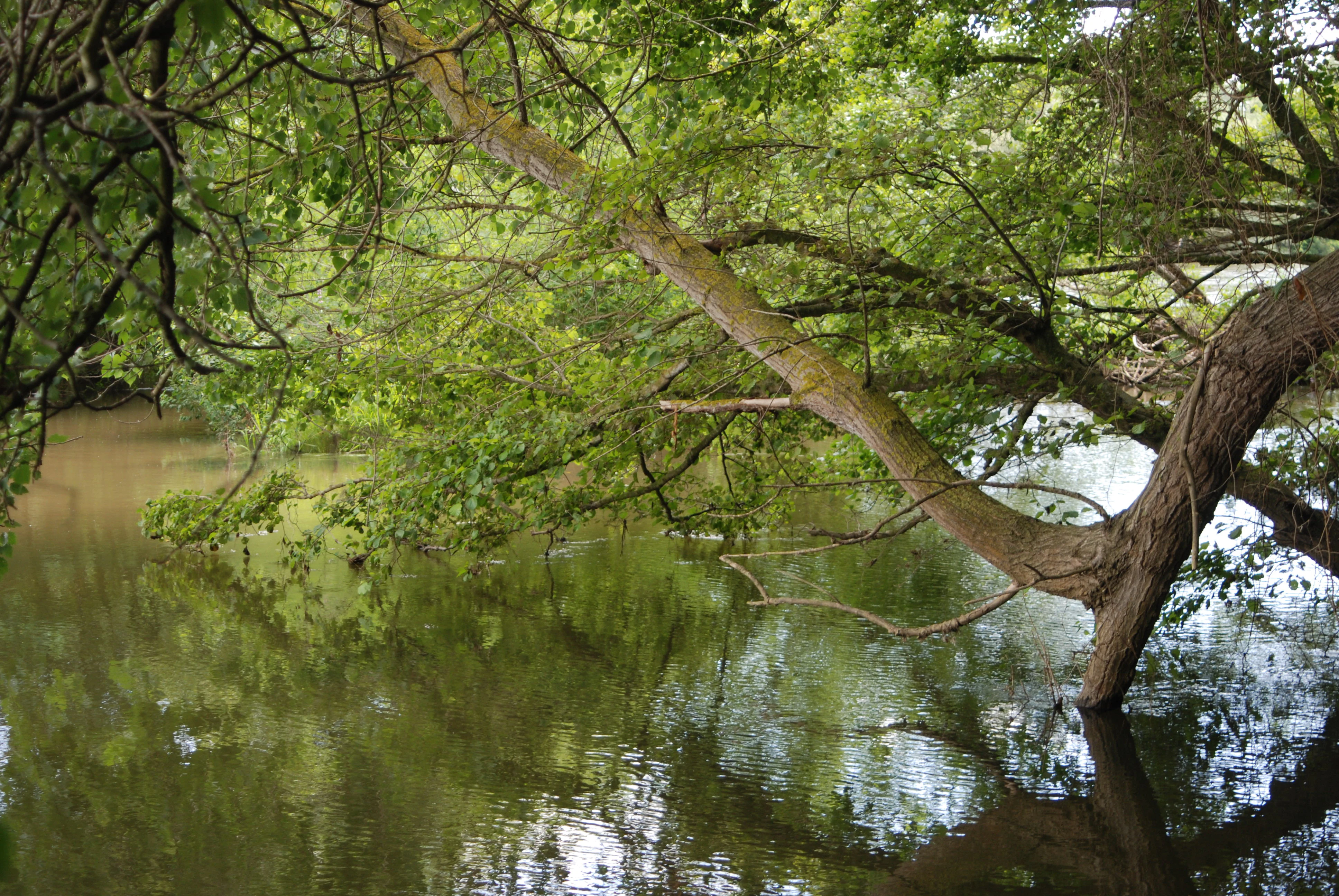 A thick tree branch leans over a calm, brown-toned river, with dense green foliage arching over the water surface.