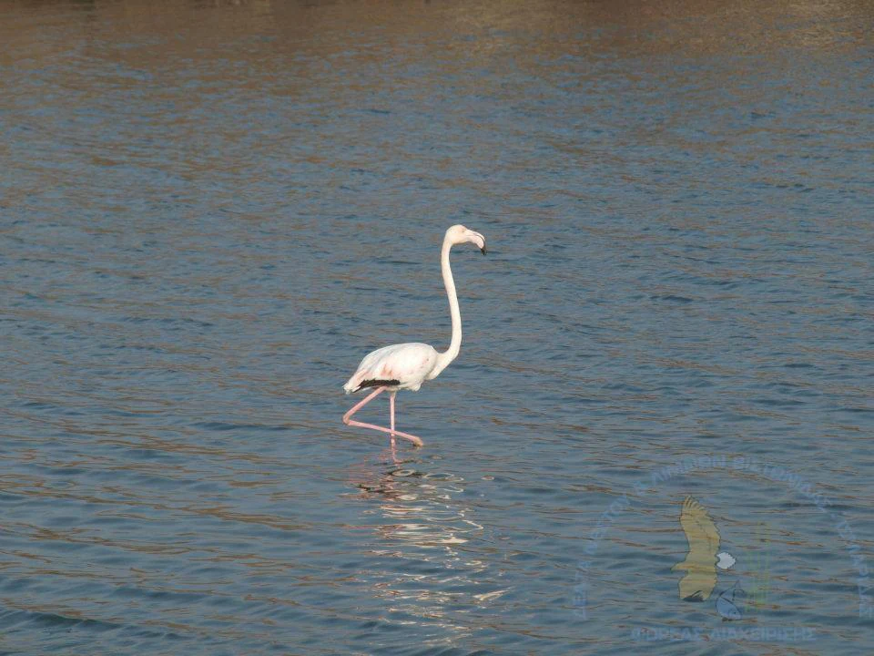 A lone white and pink greater flamingo stands in calm, dark water.