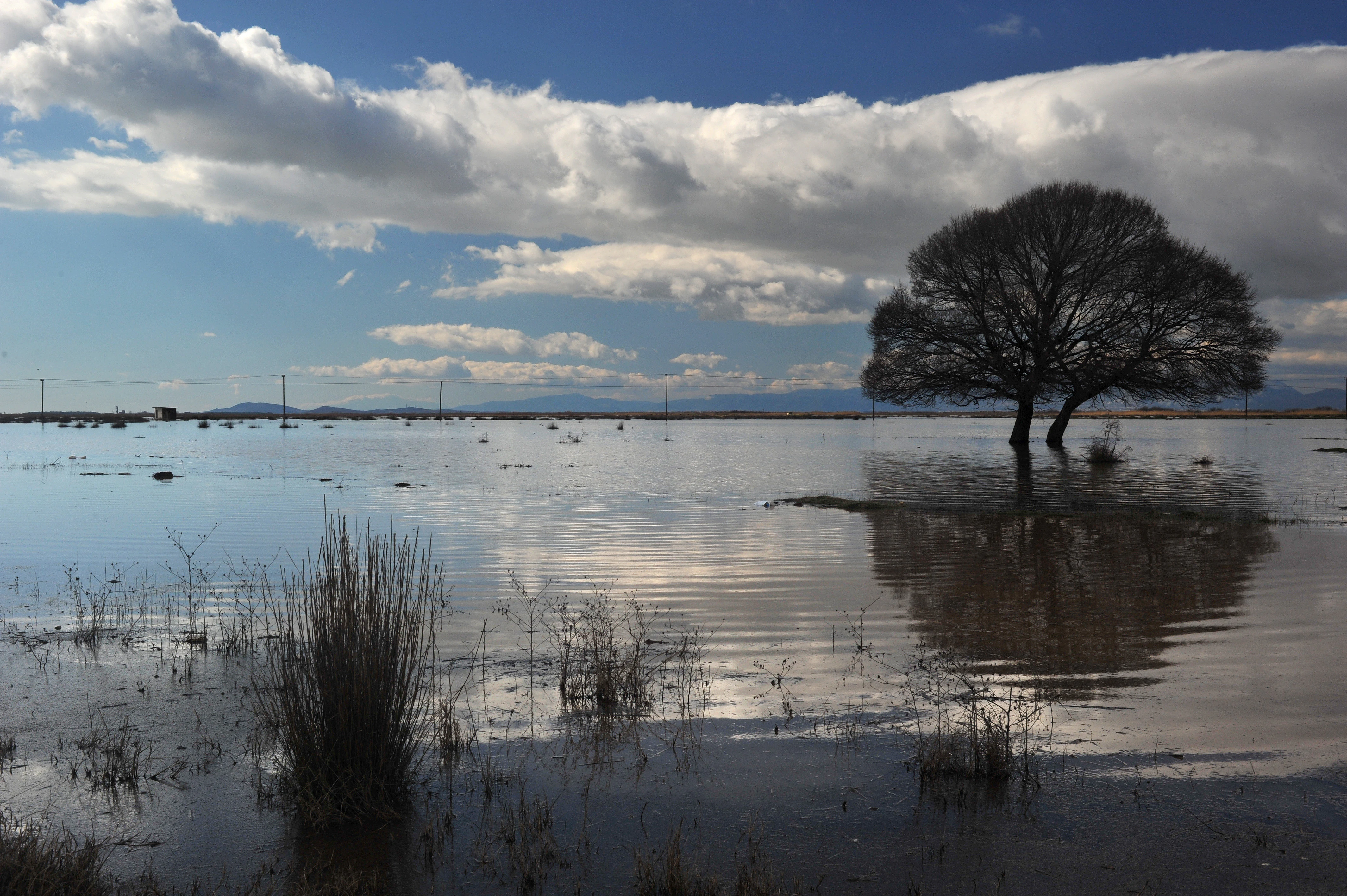 A wide, eye-level view of a calm, flooded wetland area with a prominent solitary tree in the middle ground, reflected in the water under a cloudy sky.