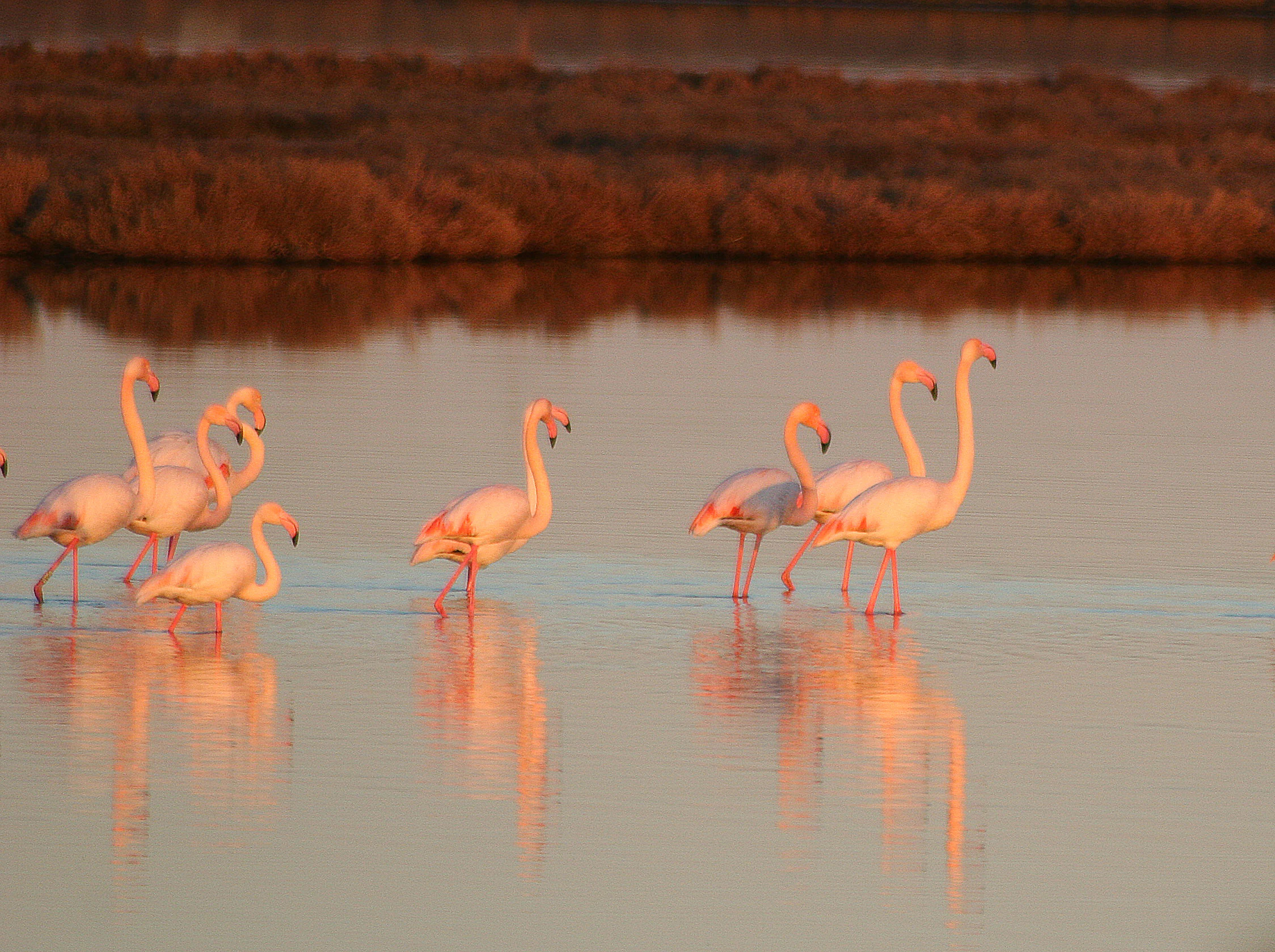 Several pink flamingos standing in calm water during golden hour, with soft warm light reflecting off the surface.