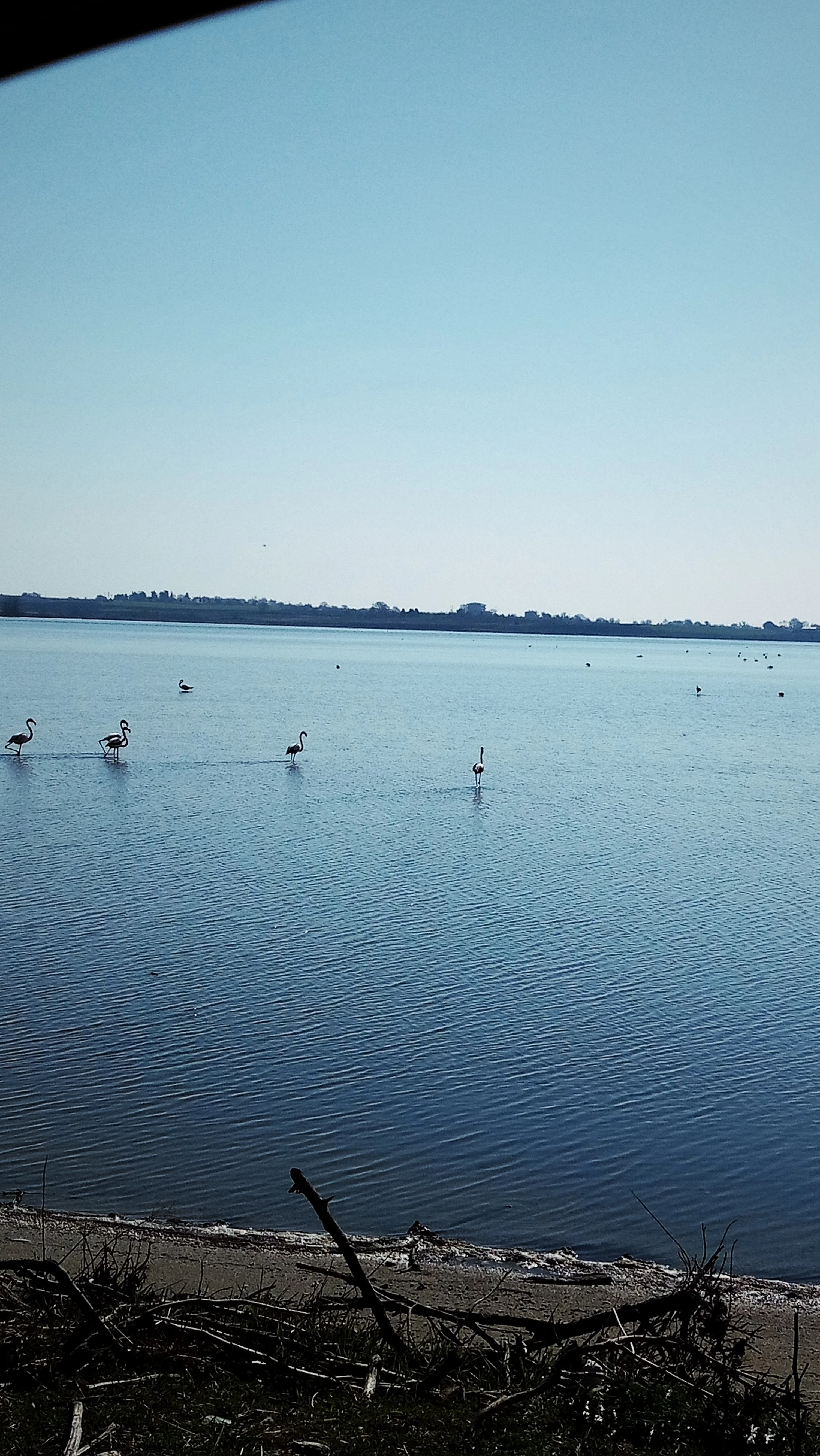 A group of flamingos standing in the shallow water of a lake under a clear blue sky, with a dark shoreline in the foreground.