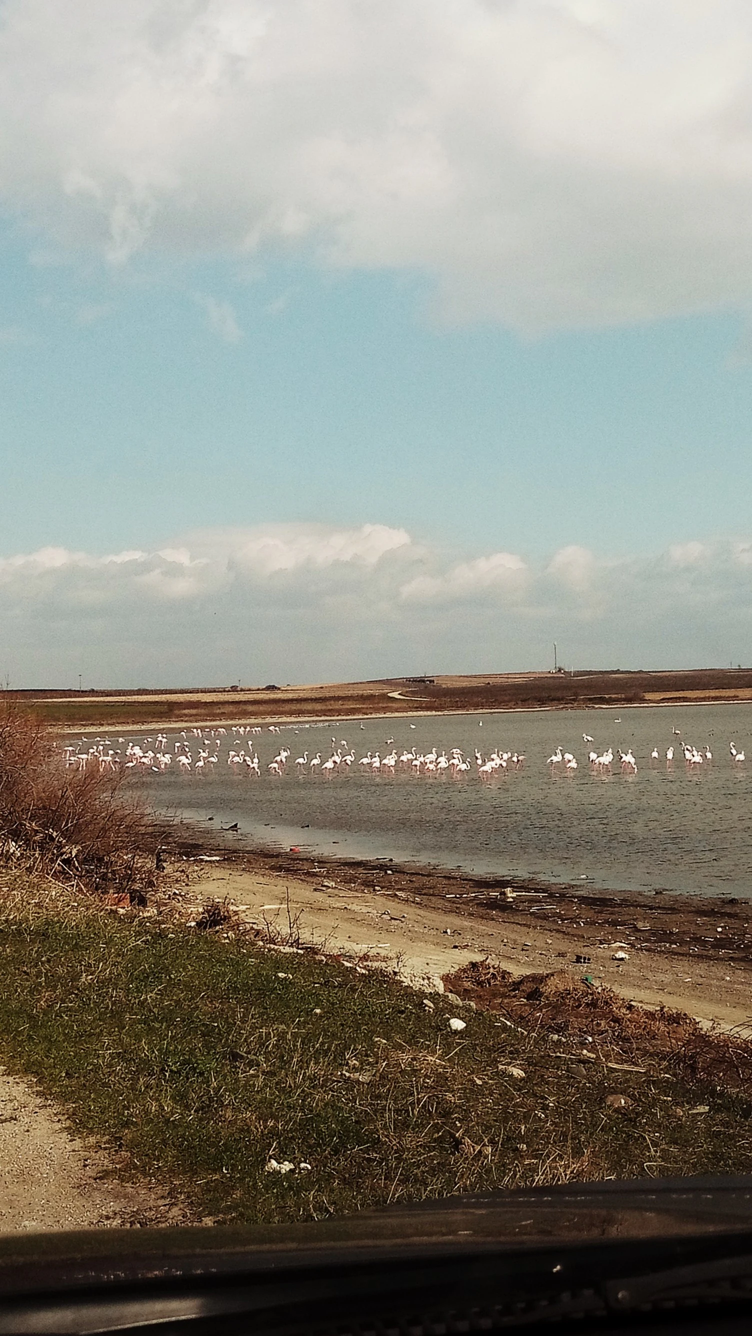 A wide view of a shallow wetland lake with a large flock of pink flamingos wading in the middle distance under a cloudy sky.