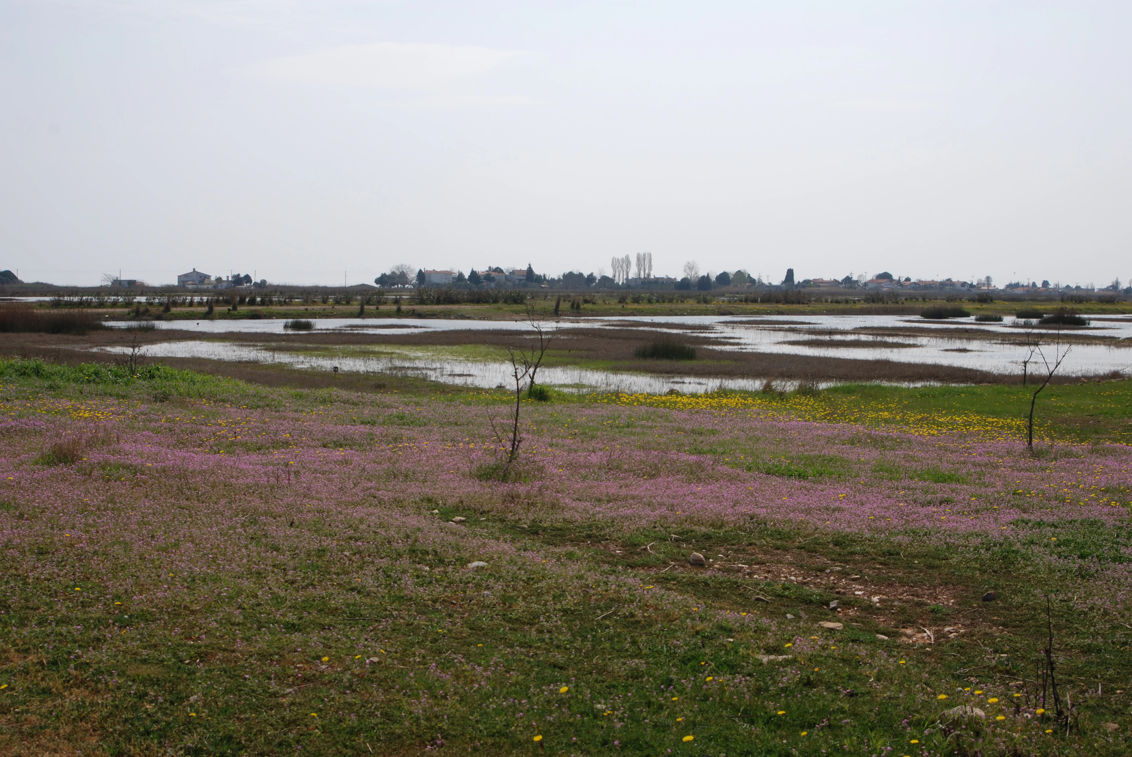 A wide shot of a wetland landscape with a shallow lake or pond in the midground and a field of purple wildflowers in the foreground under a cloudy sky.