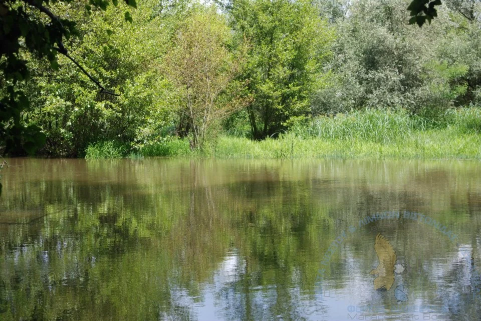 A calm river scene with dense green trees and reeds lining the bank, reflecting in the still water.