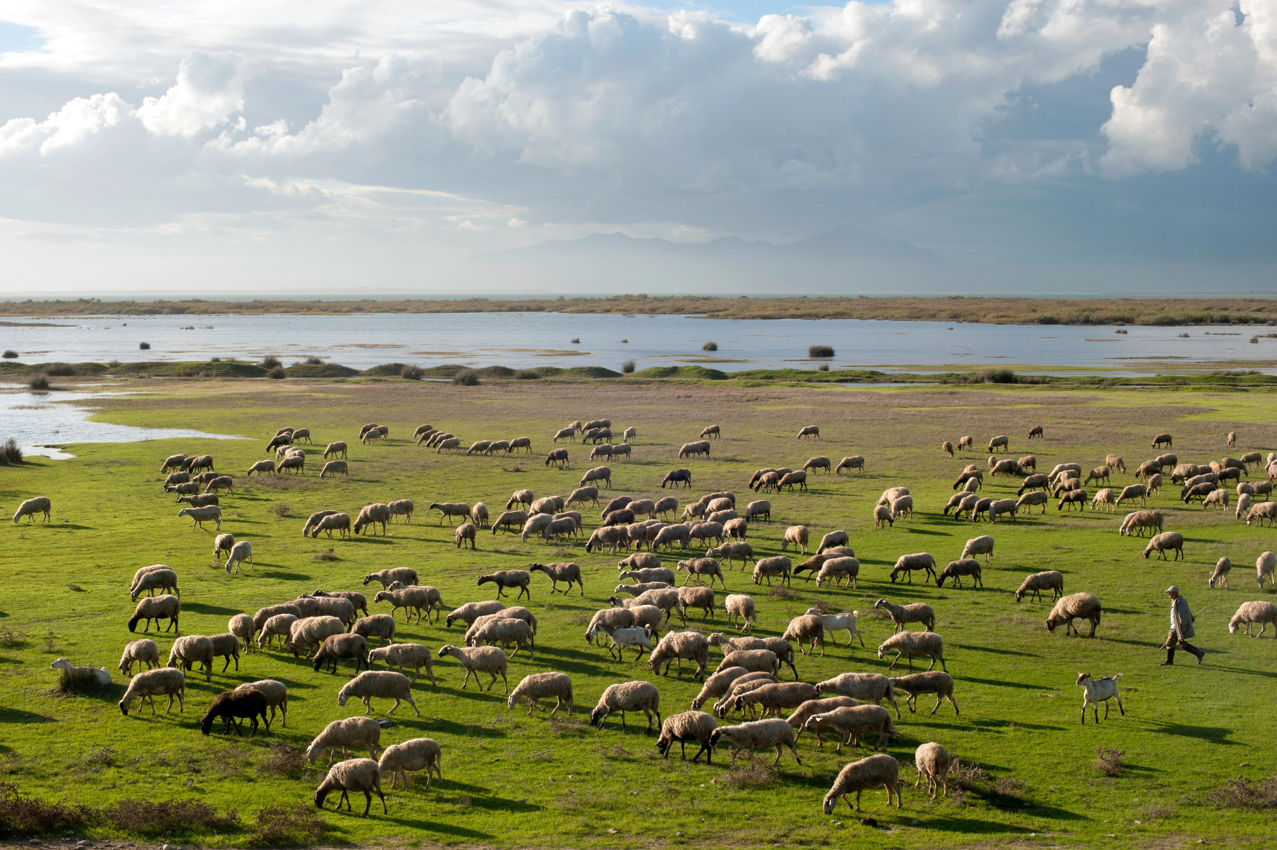 A wide view of a large flock of sheep and goats grazing on lush green grass by the edge of a still lake under a cloudy sky, with a shepherd walking on the right.