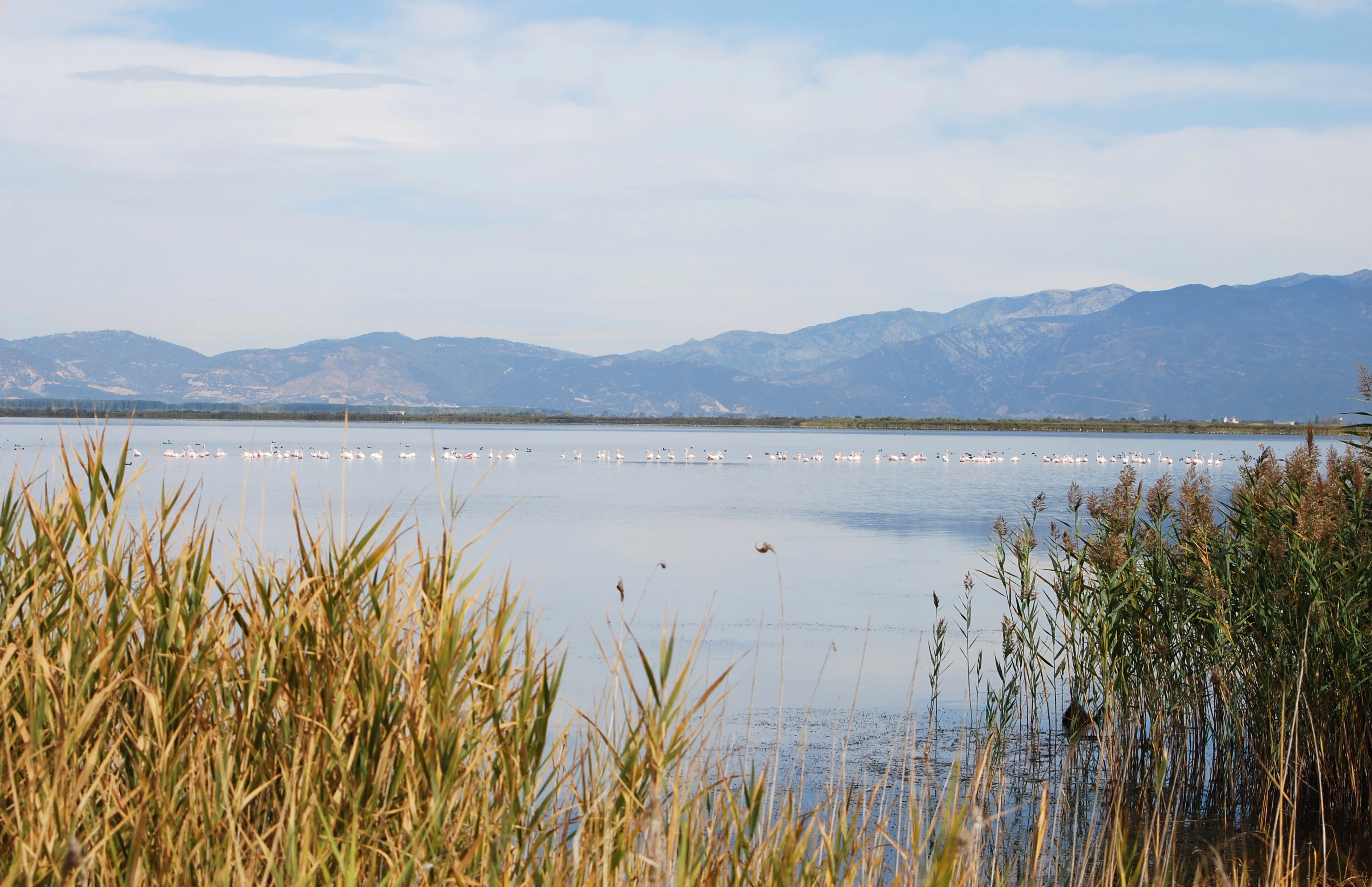 Wide landscape shot of a calm lake with marshy reeds in the foreground and a mountain range in the background under a blue sky.