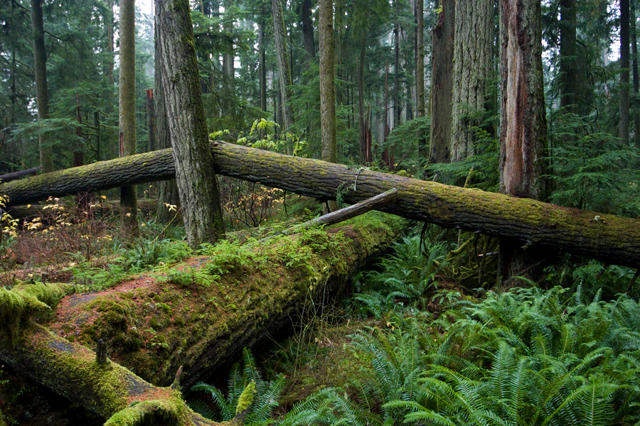 A dense forest floor in MacMillan Provincial Park with large fallen logs covered in moss and surrounded by thick ferns.