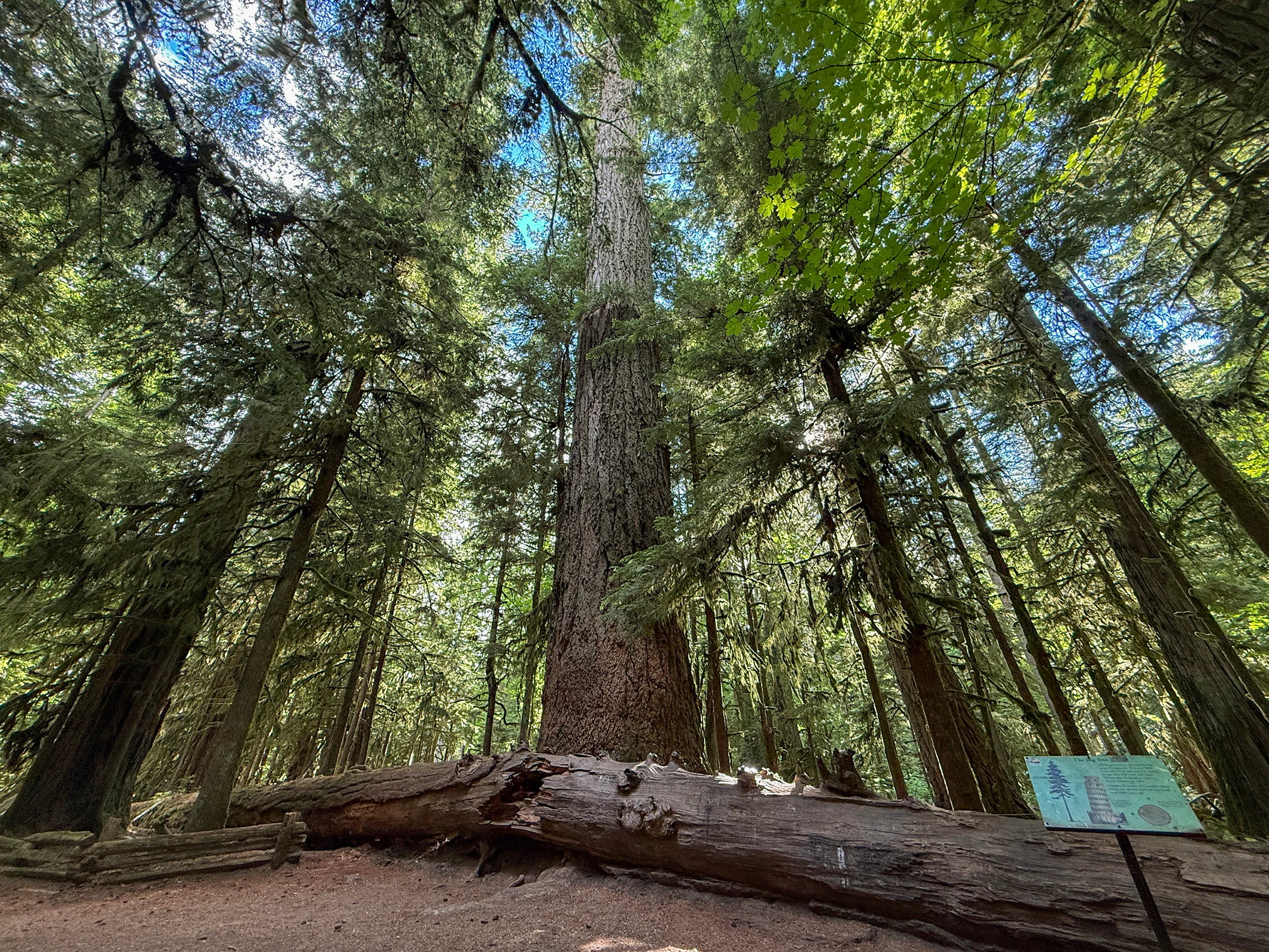 A low-angle view looking up at a massive, ancient Douglas fir tree surrounded by a dense forest in Cathedral Grove, with a fallen tree log in the foreground and a small interpretive sign on the right.