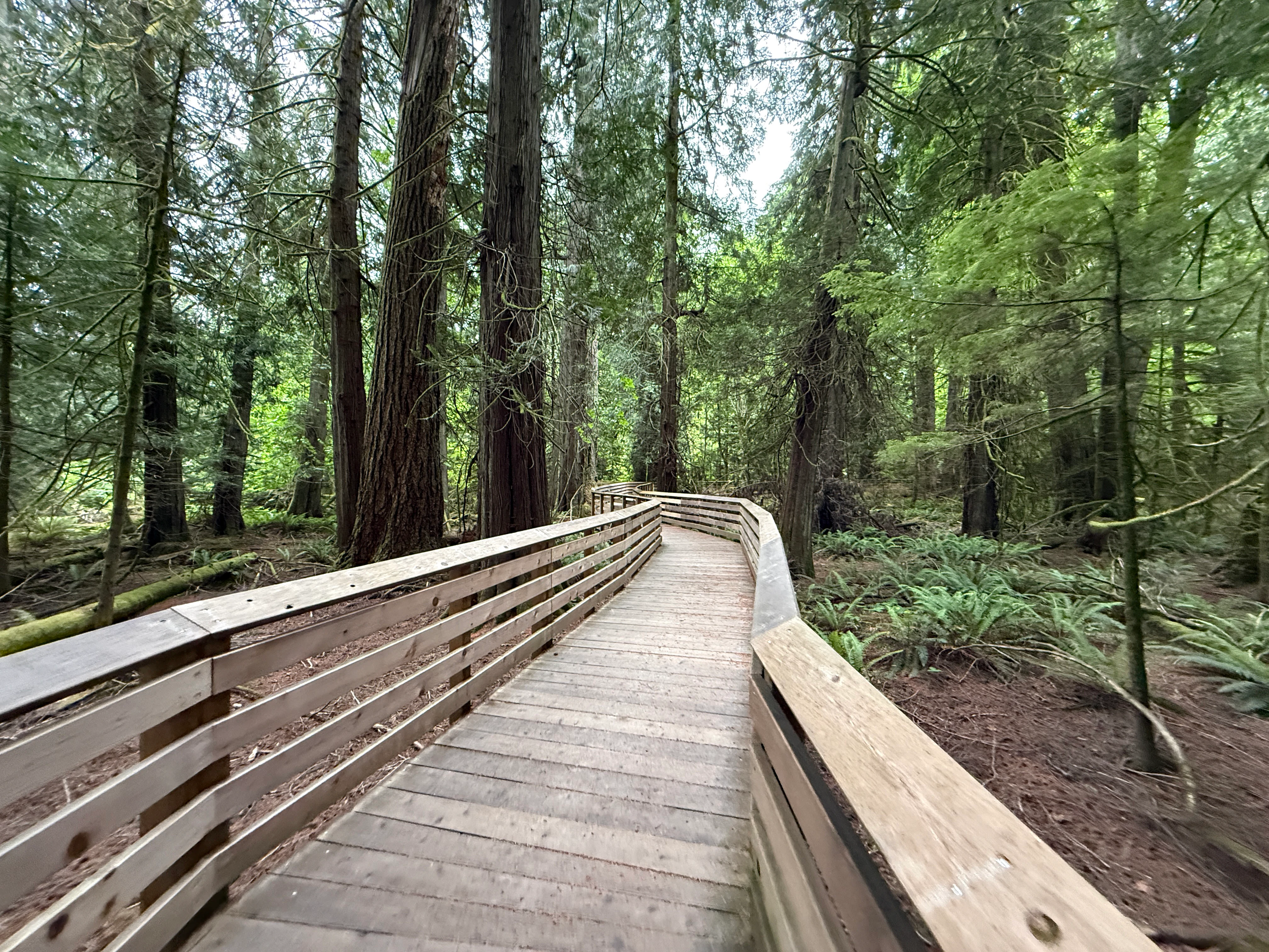 A wooden boardwalk trail framed by railings curves through a dense forest of tall old growth trees and ferns.
