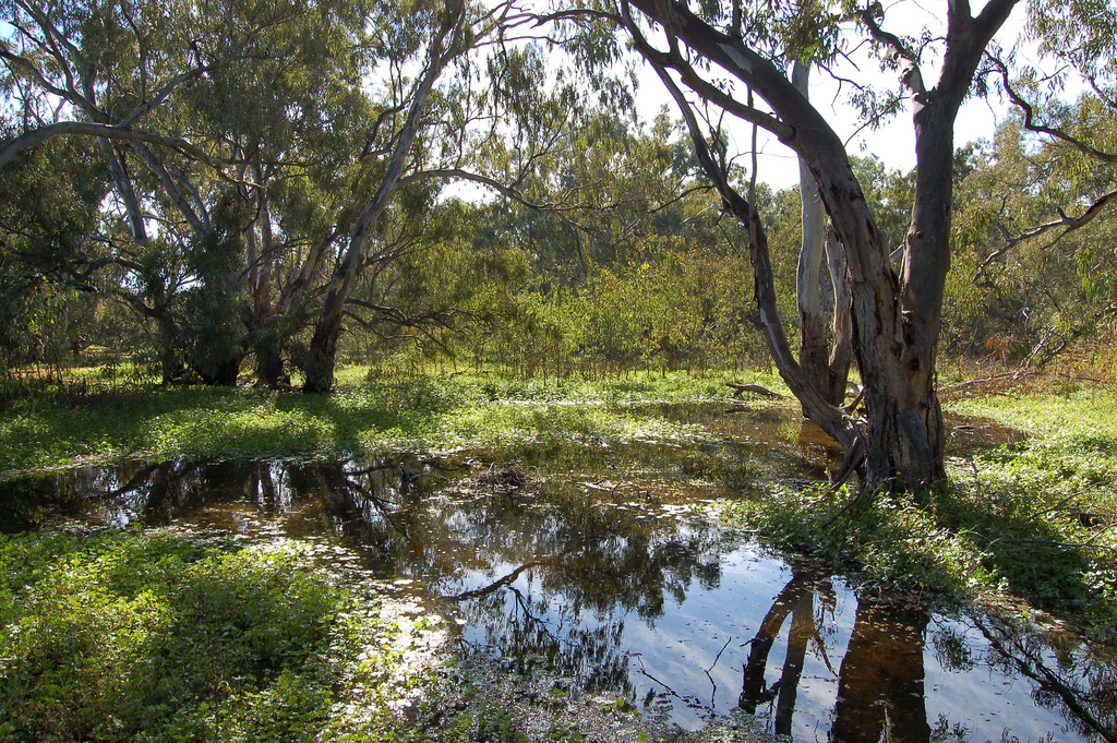 A landscape view of a flooded wetland area surrounded by large, spreading eucalyptus trees with sun-dappled foliage and reflections in the water.