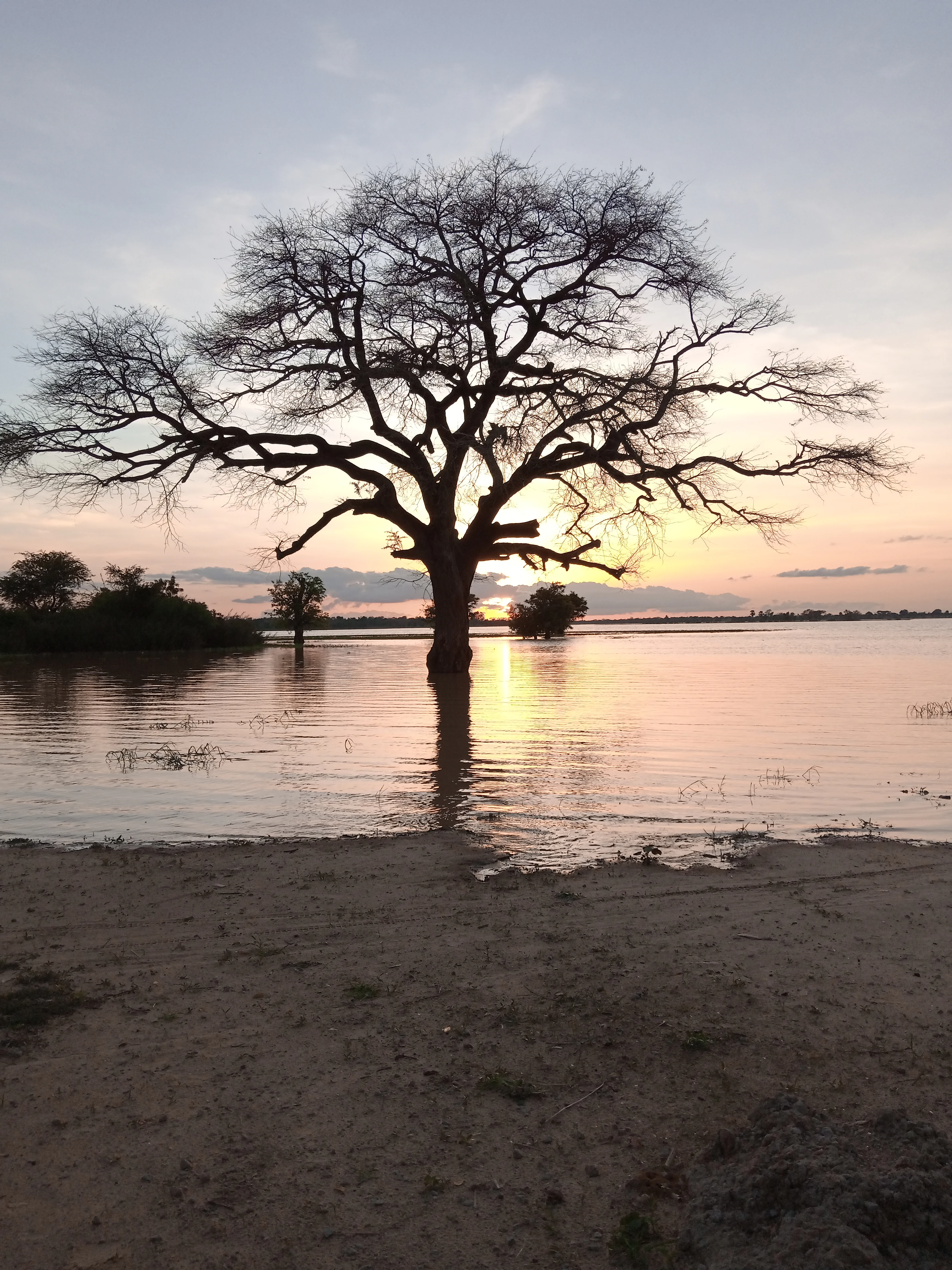 A large bare-branched tree stands in the middle of a calm, reflective lake during a sunset with warm, muted colors.