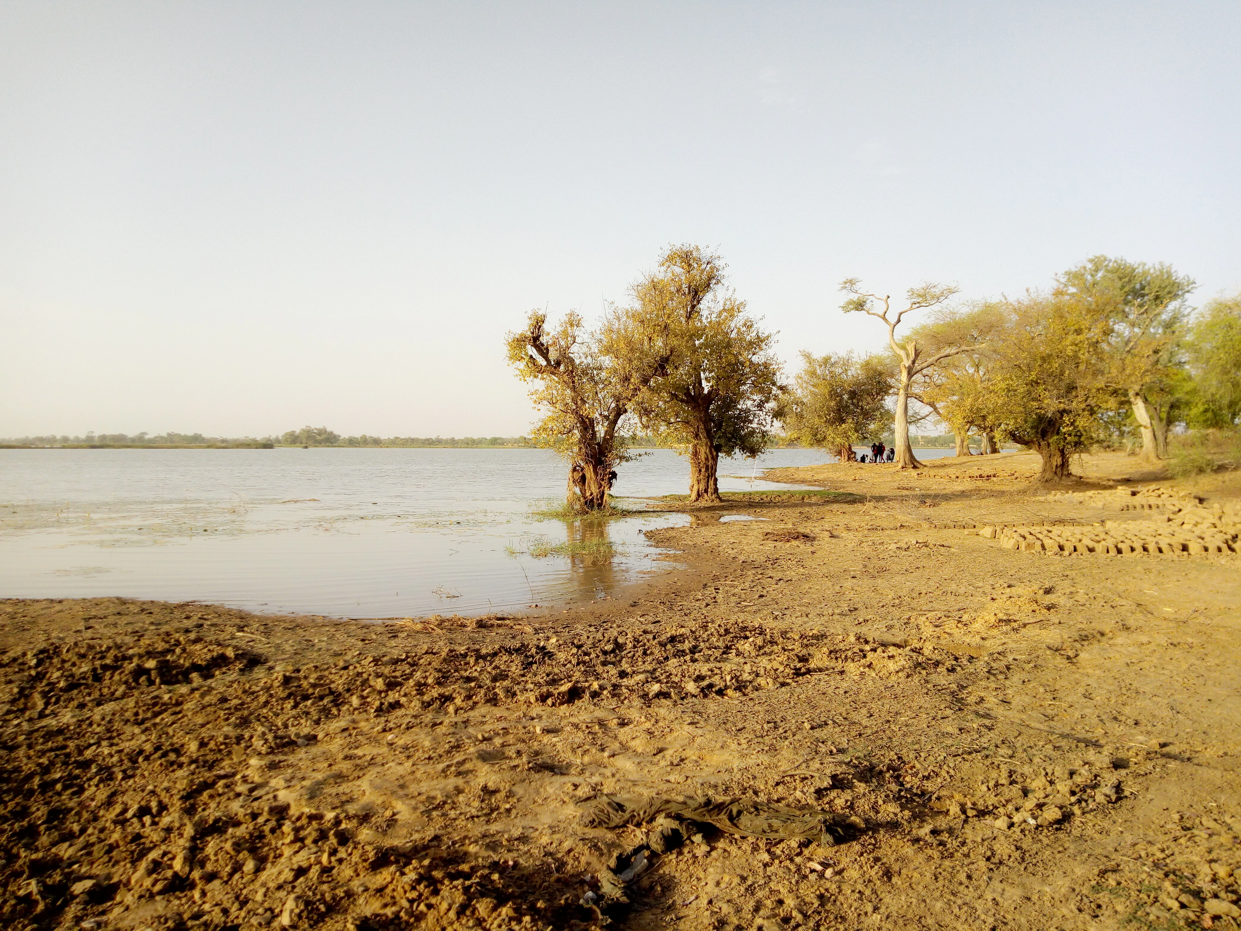 A wide shot of a lake shoreline in a dry region with sparse, low-growing trees standing near the water, surrounded by dry, cracked soil.