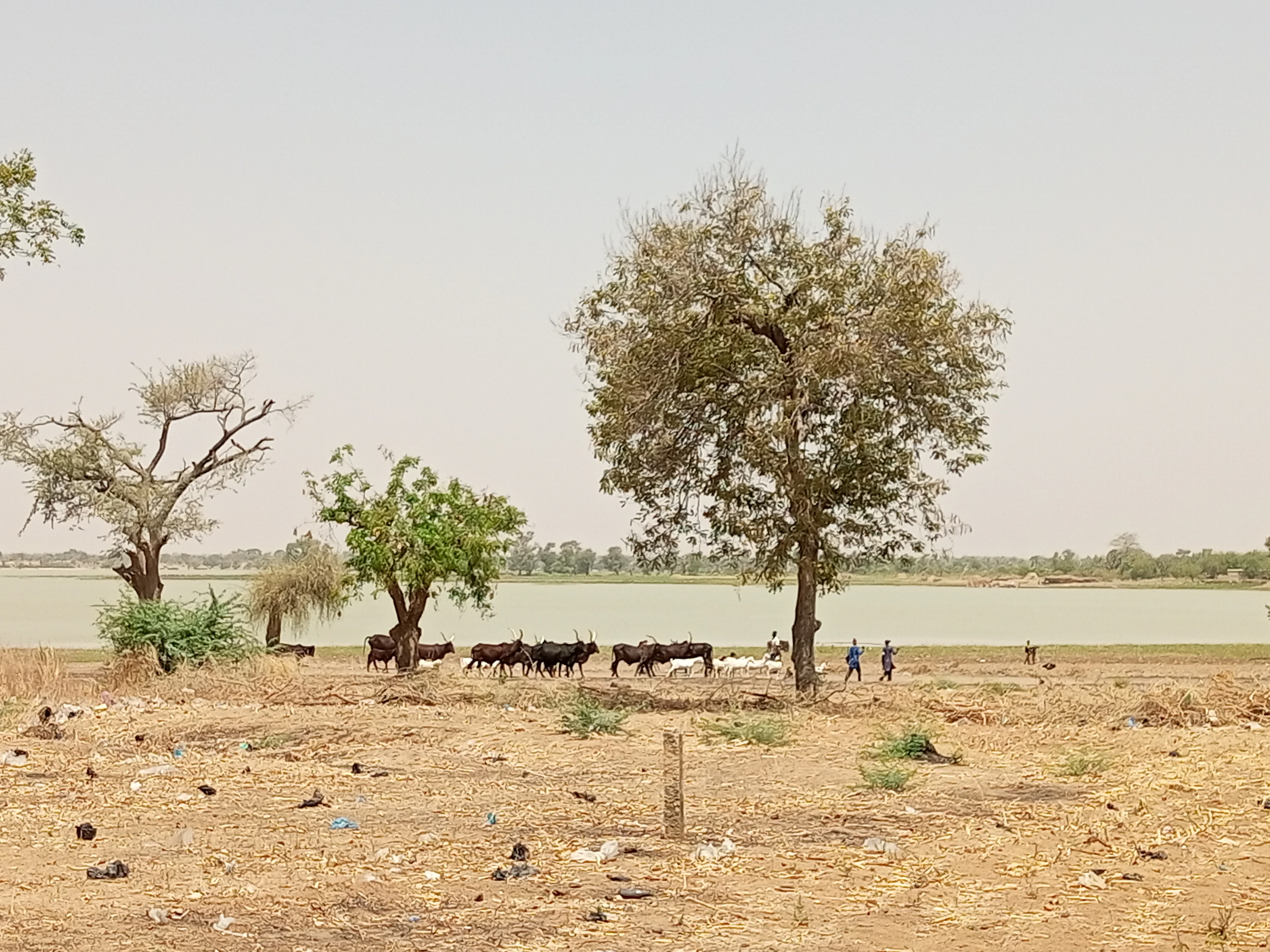 A dry, sparsely vegetated lakeshore in Niger with a herd of cattle and a few people near the water under a hazy sky.