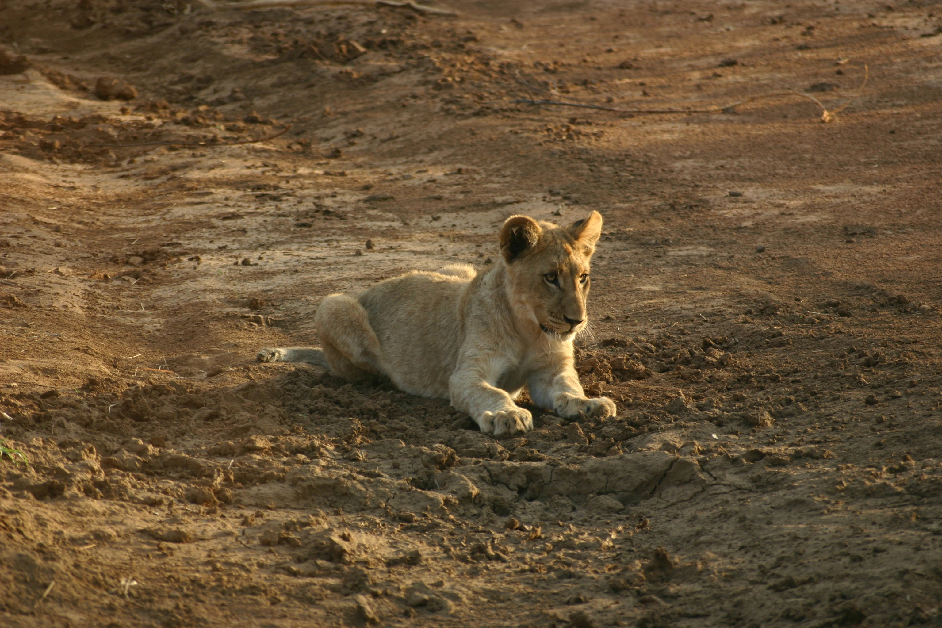A small lion cub resting on dry, textured ground in the afternoon sun.