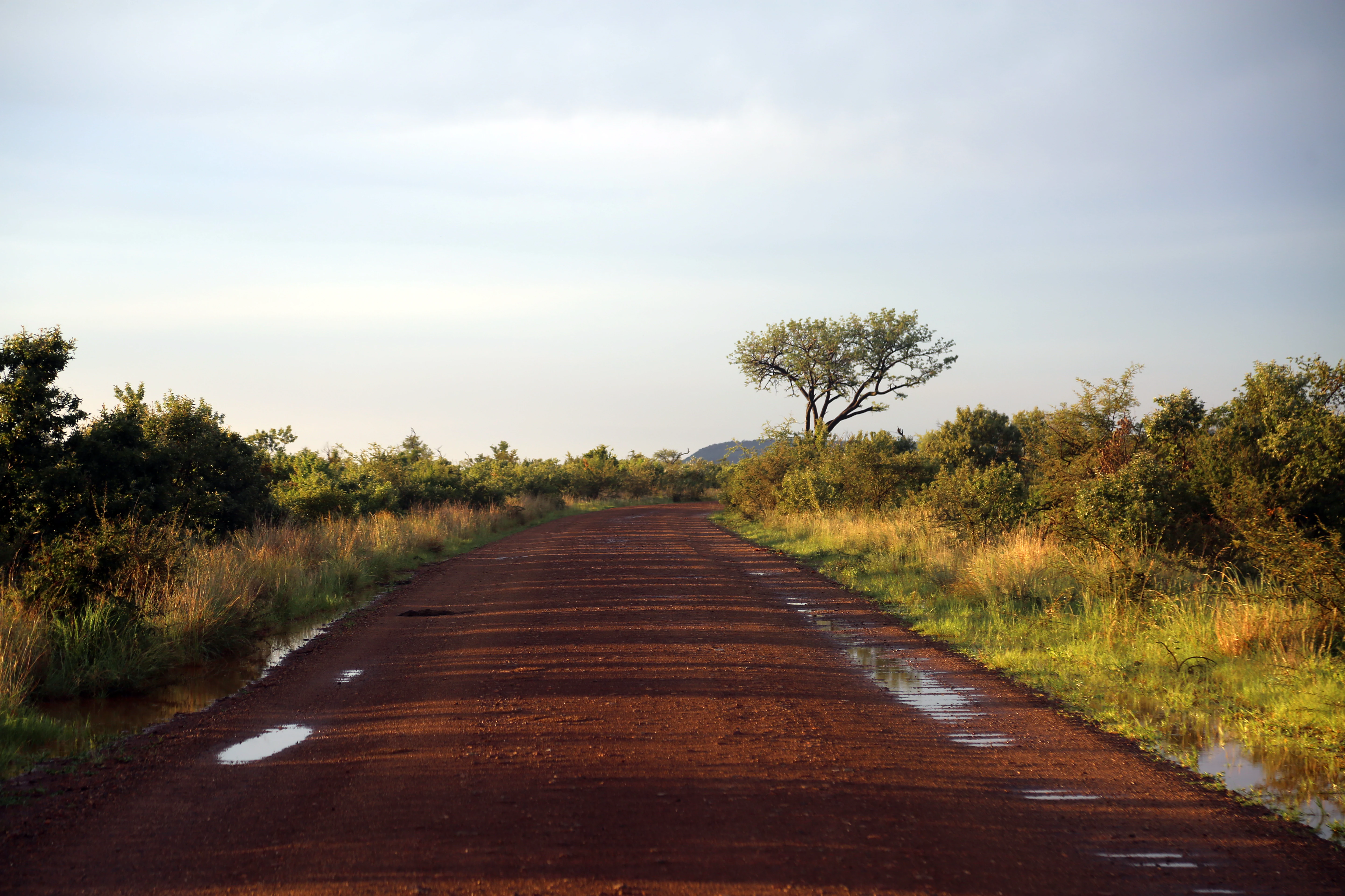A wide, red dirt road stretches into the distance, surrounded by savanna shrubs and sparse trees under a soft, overcast sky.
