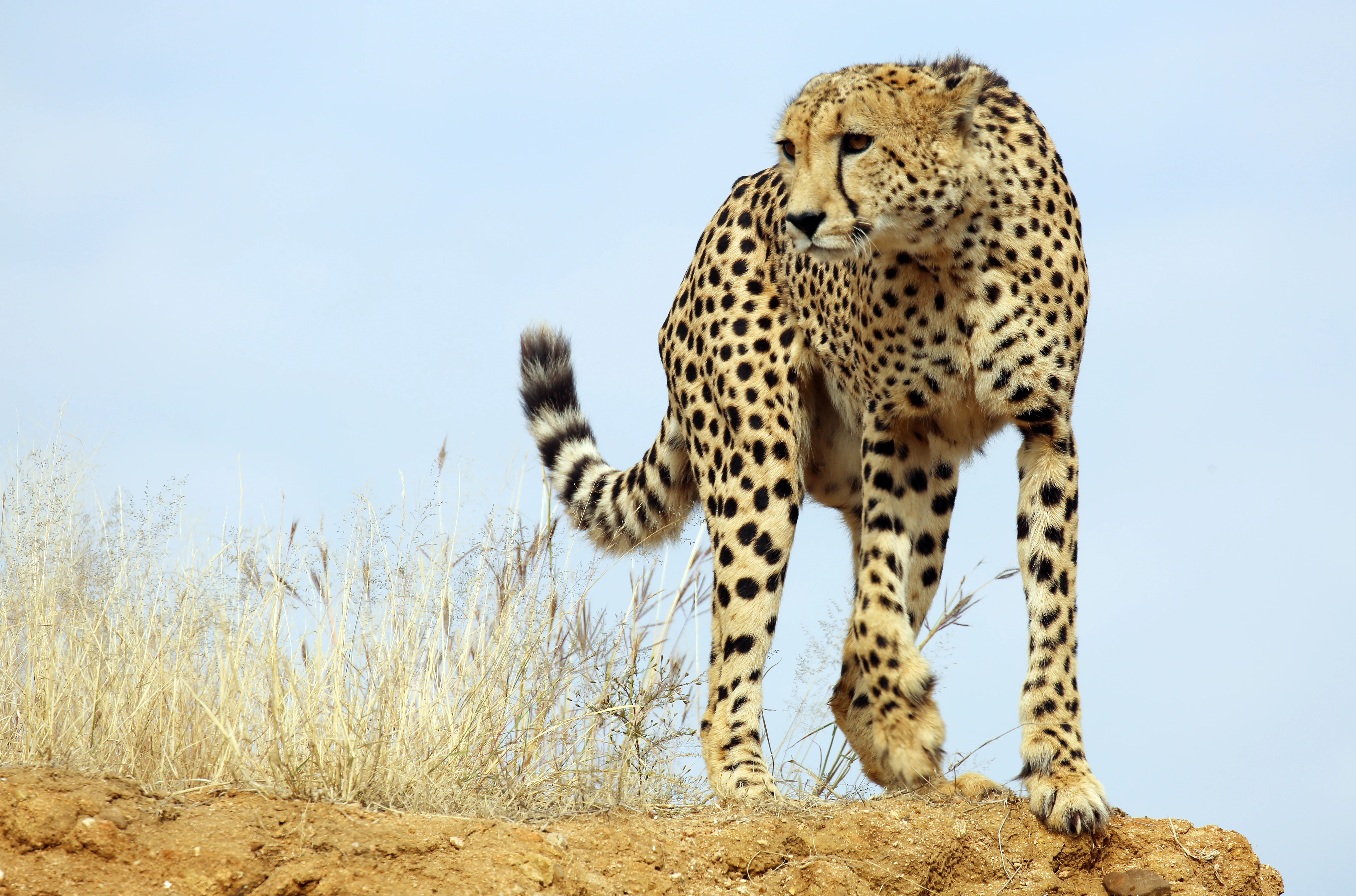 A lone cheetah standing on a dirt ridge against a light sky, seen from a side-on perspective.