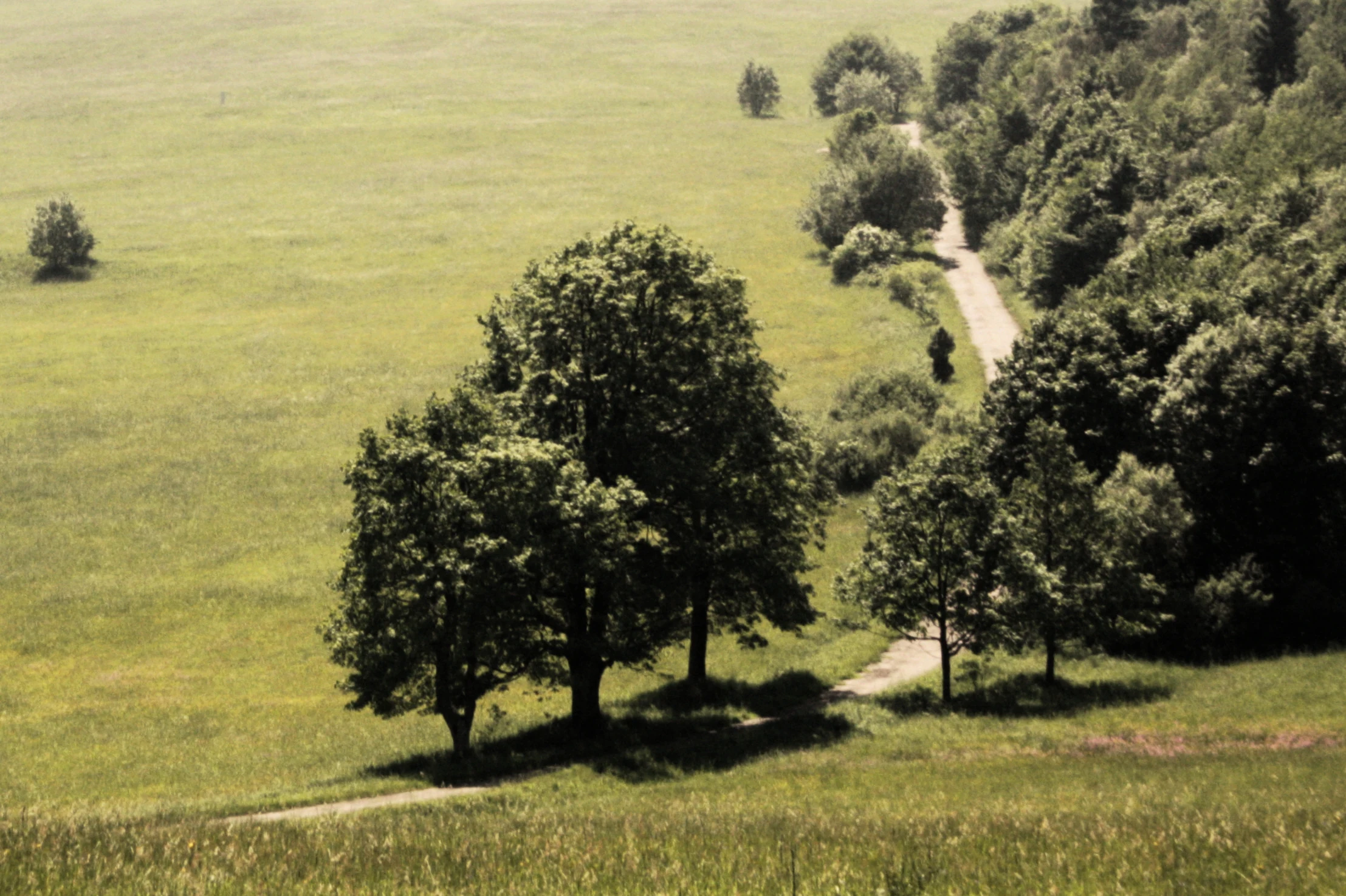 An elevated view looking down on a narrow gravel trail that follows the boundary between a dense forest and a large, open green meadow in a rolling landscape.