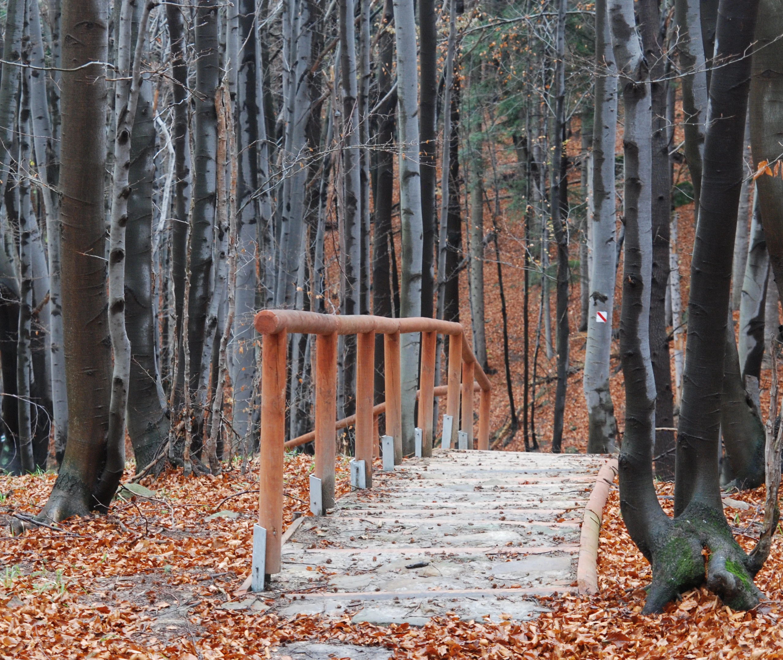 A small wooden footbridge with railings leads into a dense forest covered in fallen autumn leaves.