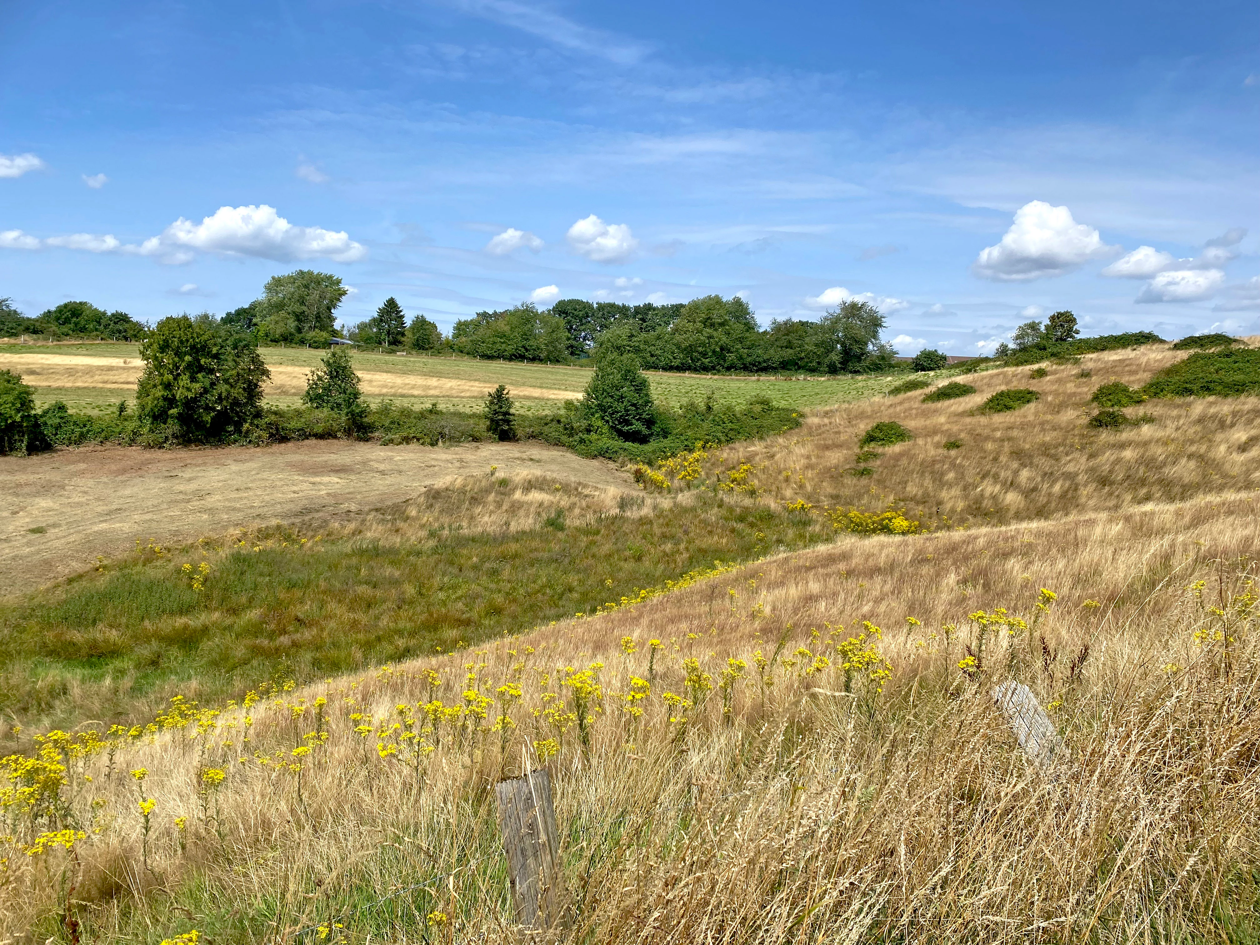 A wide, outdoor landscape shot of a dry, grassy valley under a bright blue sky with scattered clouds. The foreground features yellow wildflowers and dry, golden grasses on a gentle slope. In the midground, the terrain dips into a small valley area with patches of green vegetation, leading to distant trees and a field on the horizon.