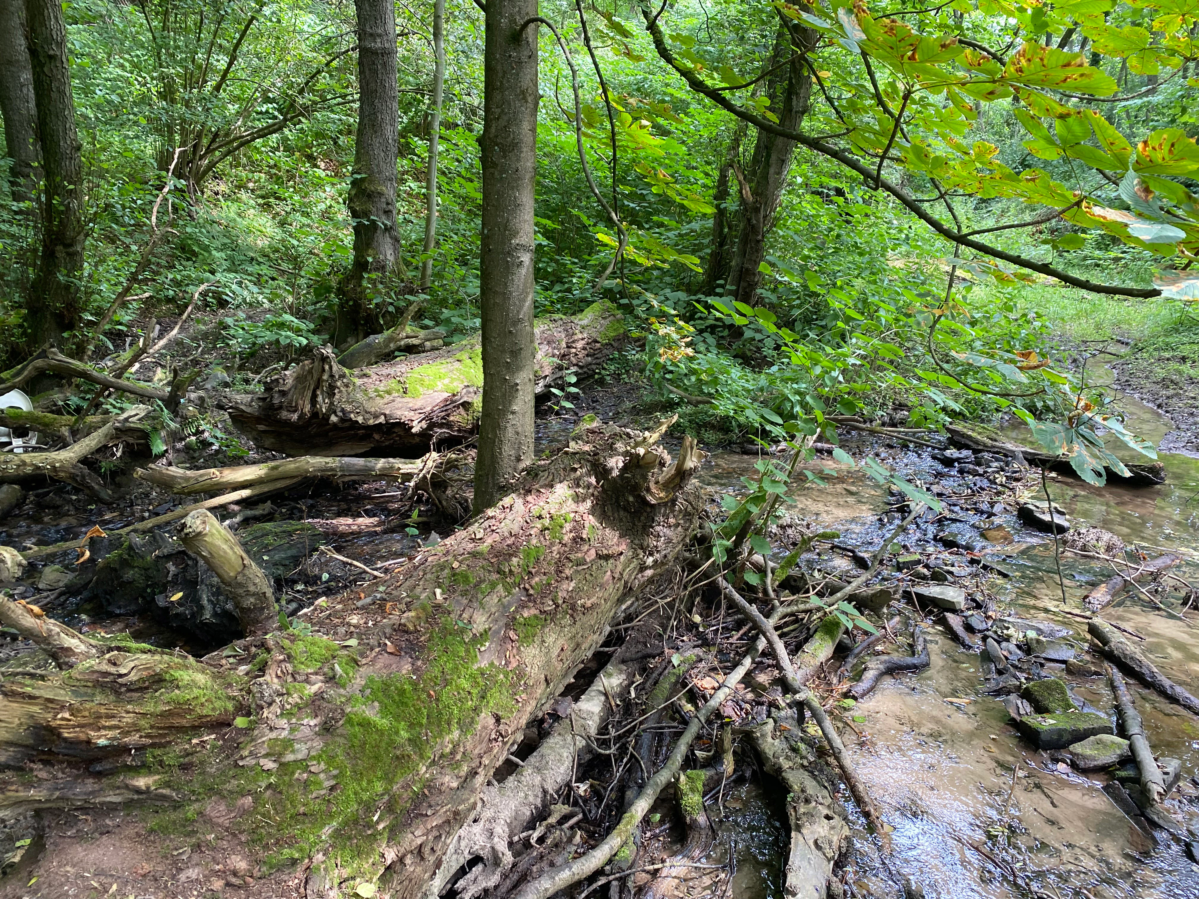 A small stream flows through a lush, green forest with several fallen, moss-covered logs lying across the shallow, rocky waterbed.