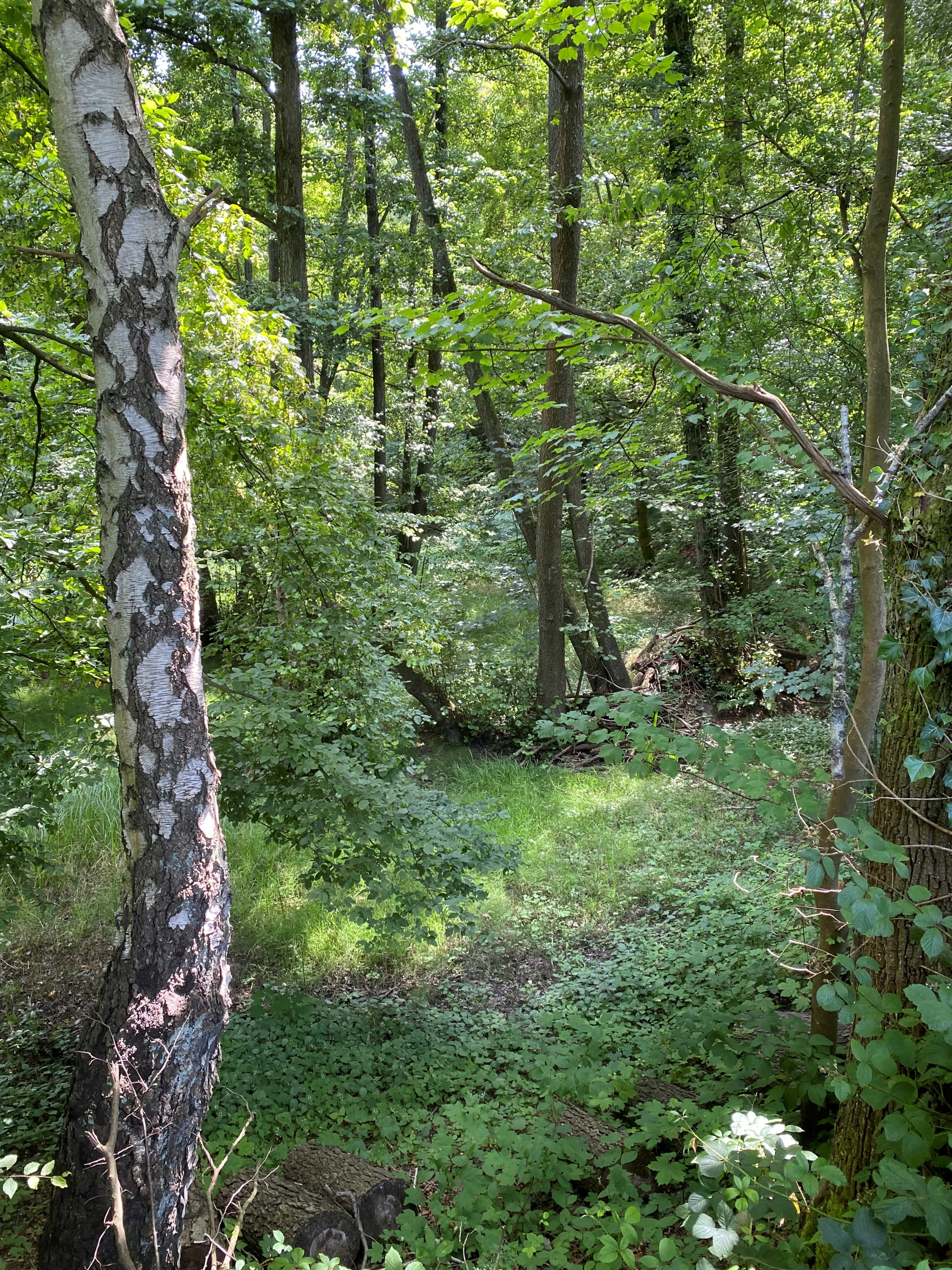 A dense green forest with a prominent birch tree in the foreground and dappled sunlight filtering through the canopy.