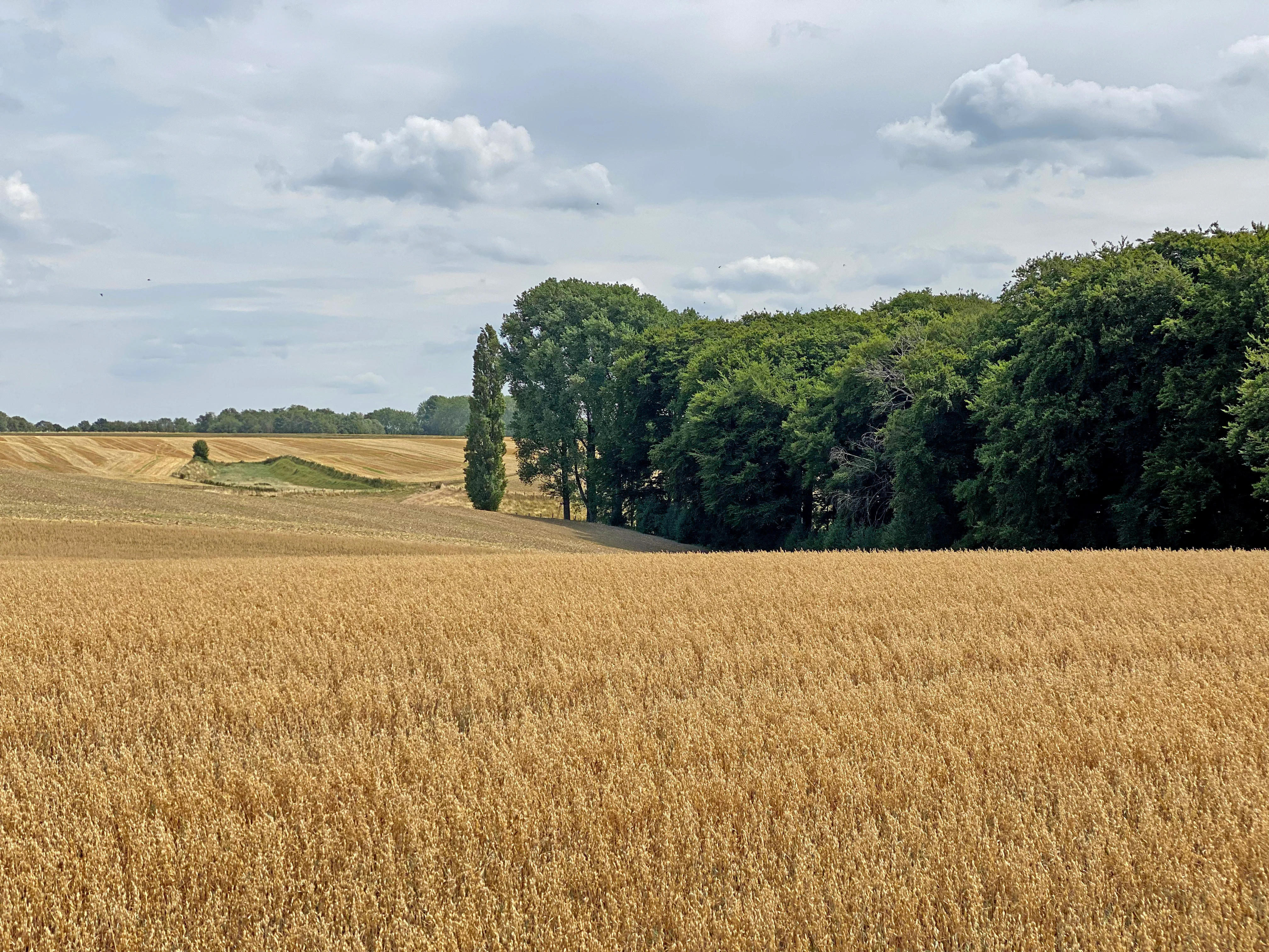 A wide view of a golden wheat field in the foreground, with a dense green forest and a tall, thin poplar tree in the midground under a cloudy sky.