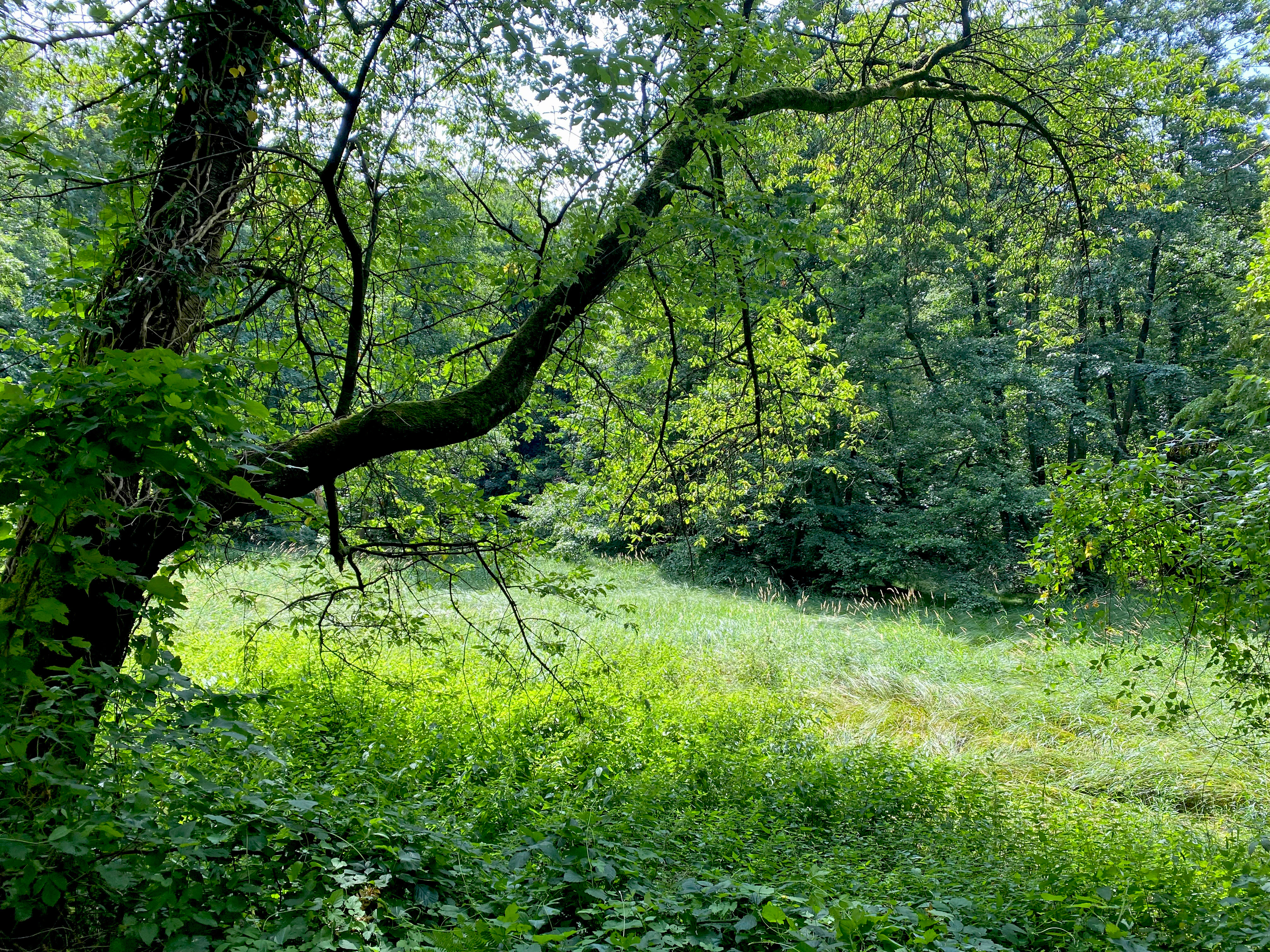 A vibrant green meadow surrounded by thick forest, with a large, low-hanging tree branch in the foreground providing shade.