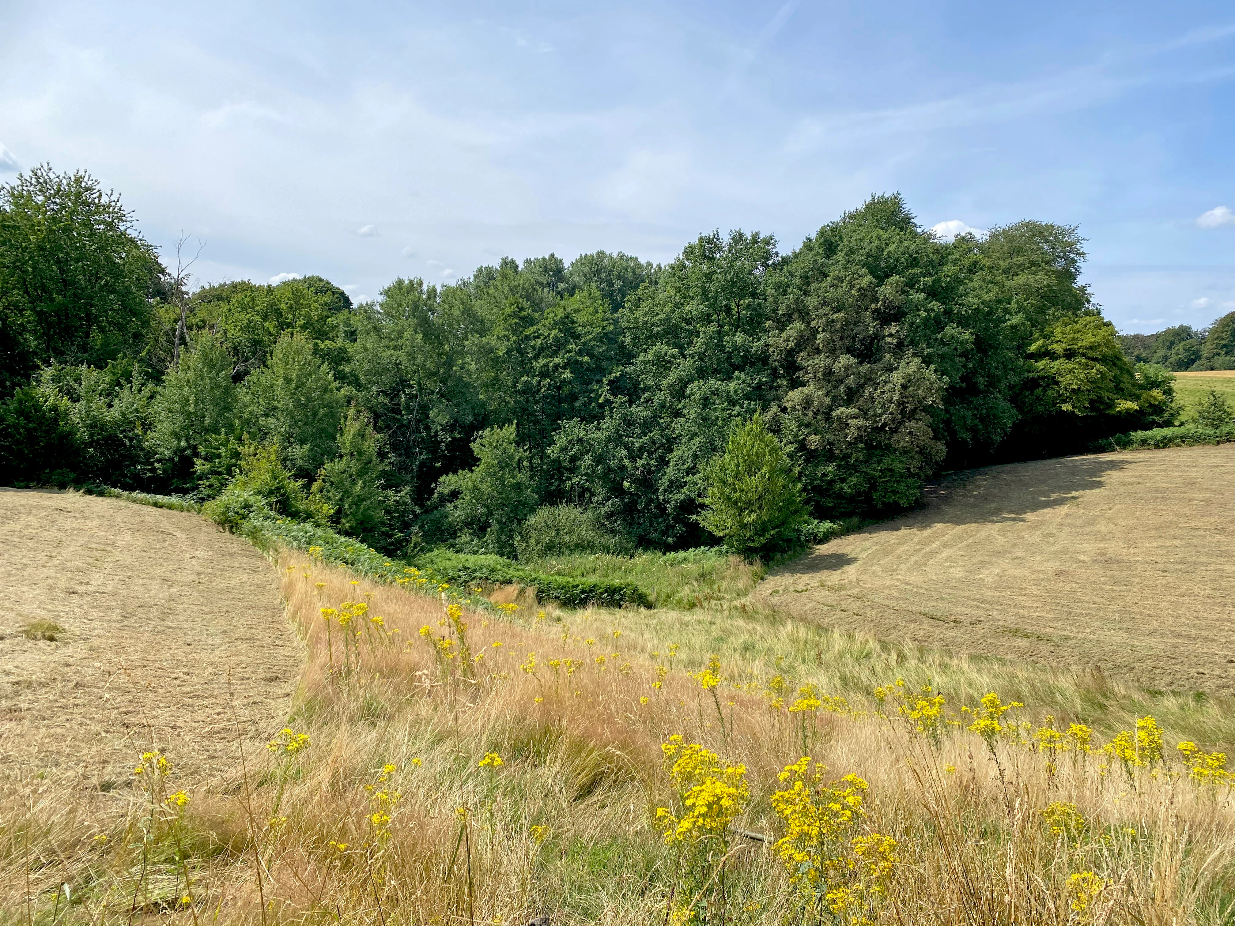 A view overlooking a meadow with harvested grass and yellow wildflowers in the foreground, leading to a dense line of trees in the background under a blue sky.